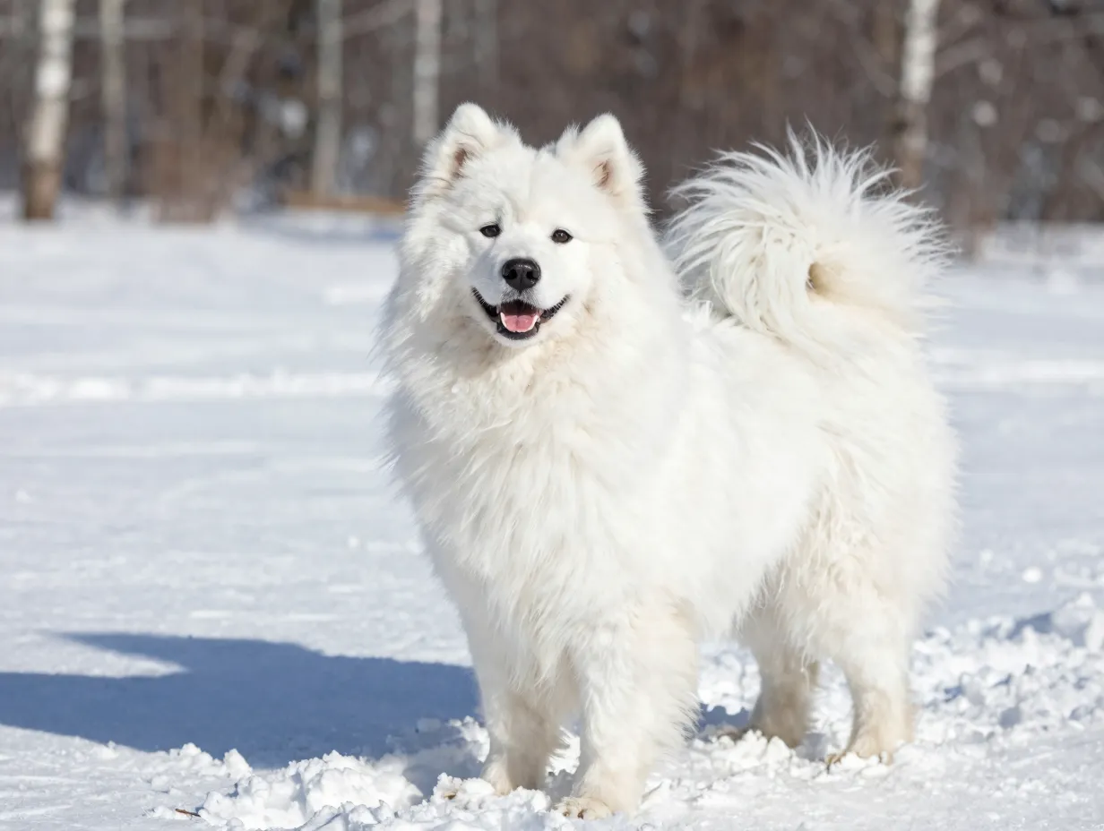 Samoyed smiling snow dog in snowy field landscape