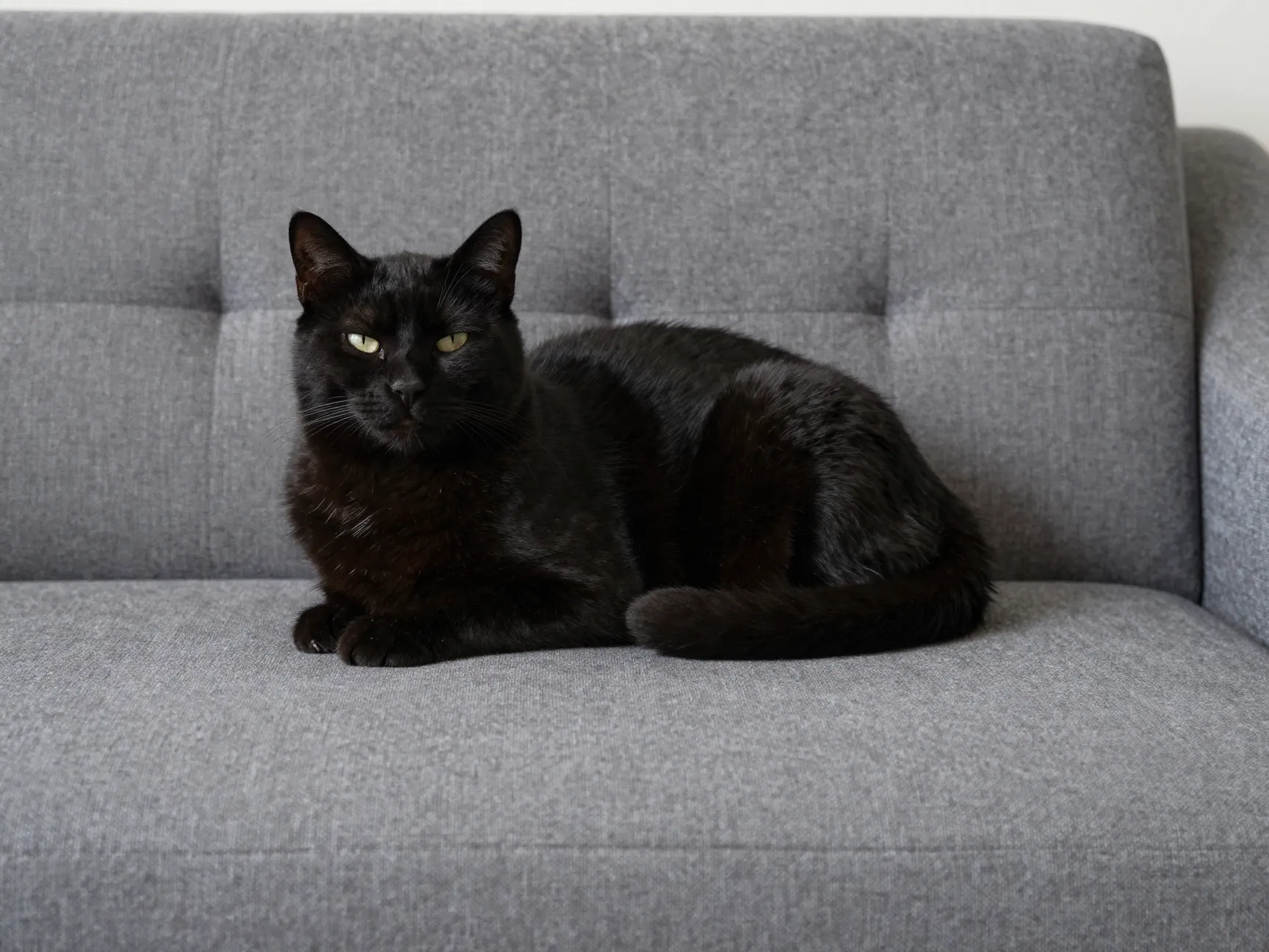 A black cat in a perfect symmetrical loaf pose on a grey sofa
