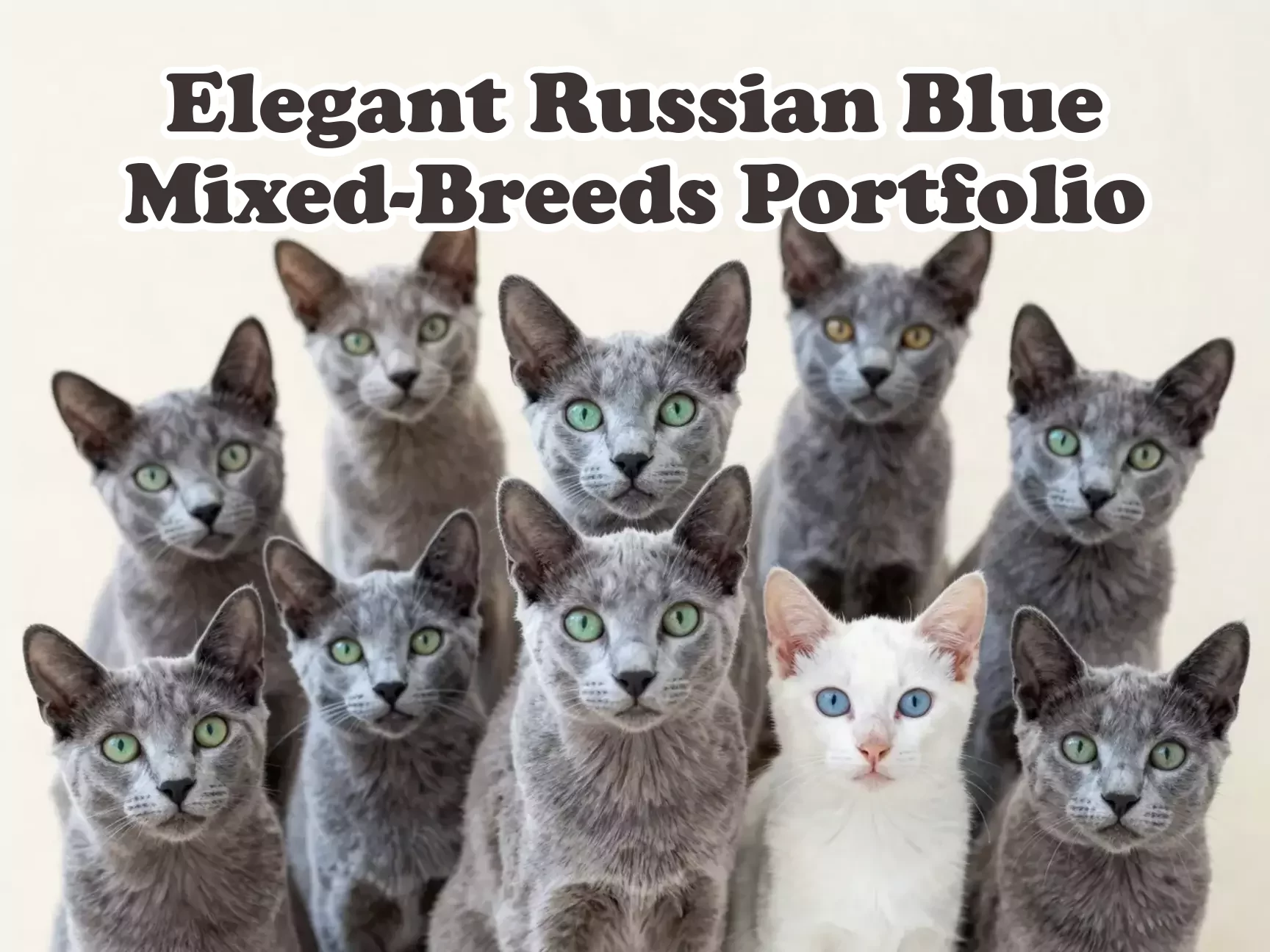 Nine elegant russian blue mix cats portrait minimalist pastel aesthetic main