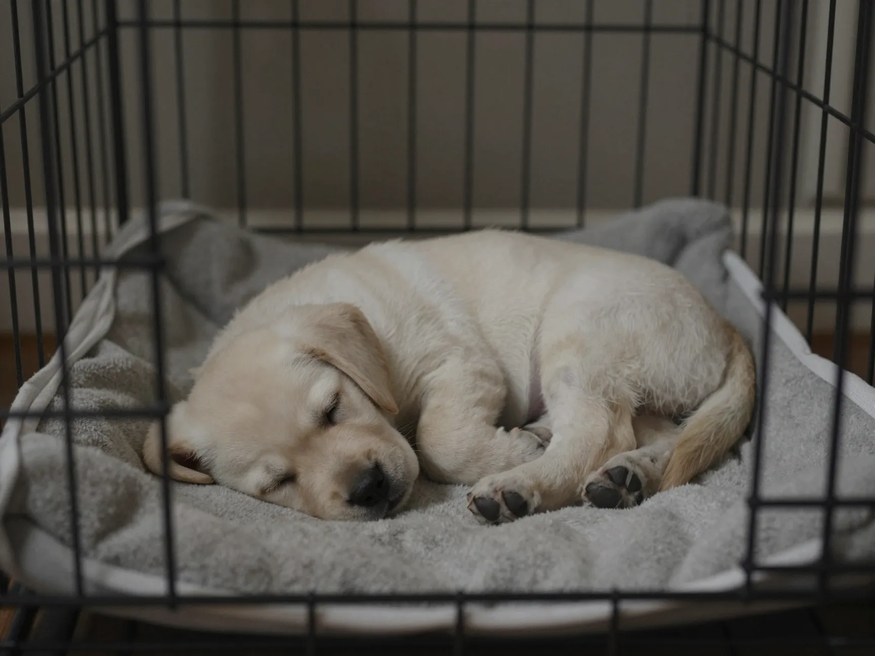 Labrador puppy sleeping peacefully in a covered crate