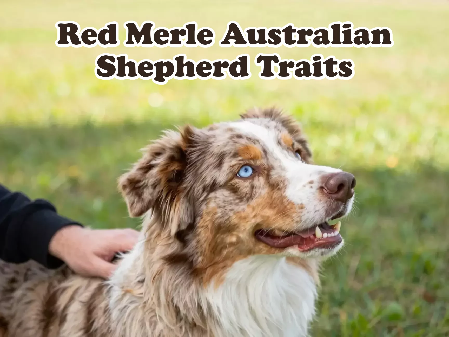 Red merle australian shepherd heterochromia swirling coat outdoor portrait main