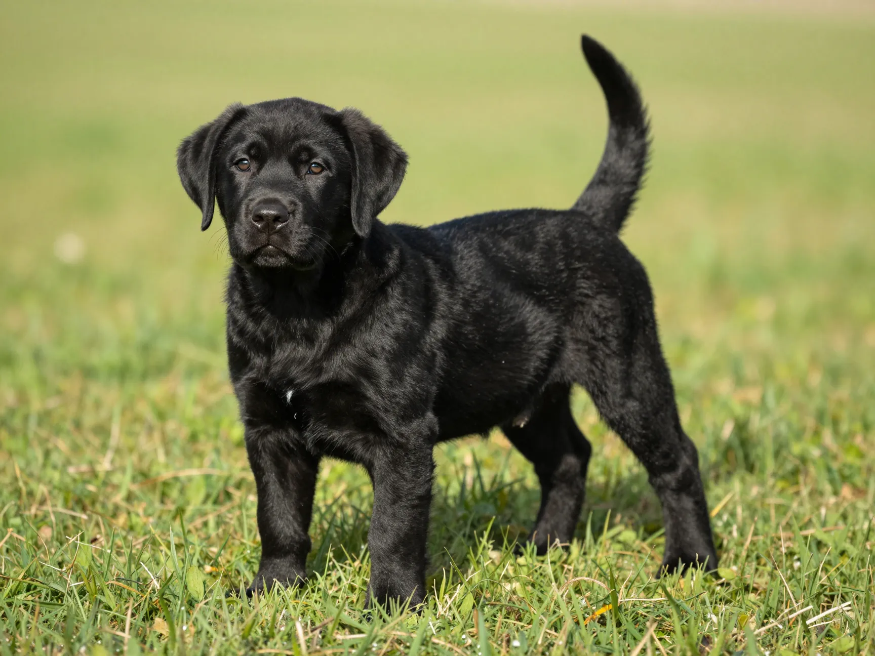 Stocky muscular labrador puppy with thick otter tail on grassy field
