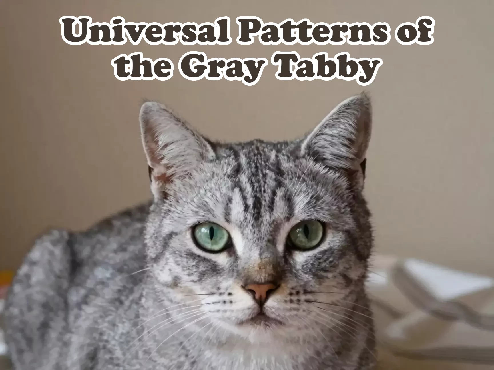 Gray tabby m marking silk pattern close up photorealistic main