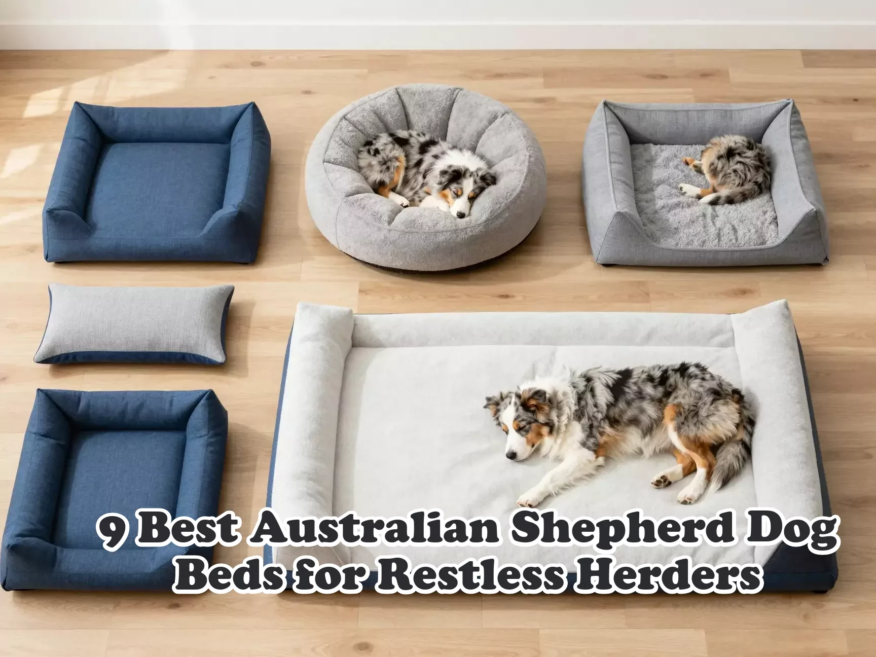 Overhead flatlay australian shepherd puppy sleeping on dog beds in sunlit living room main