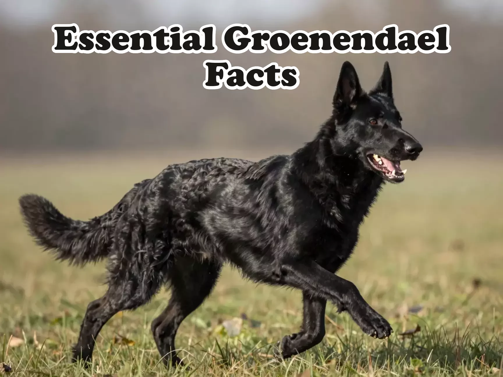 Black belgian shepherd dog working outdoor active alert focus main