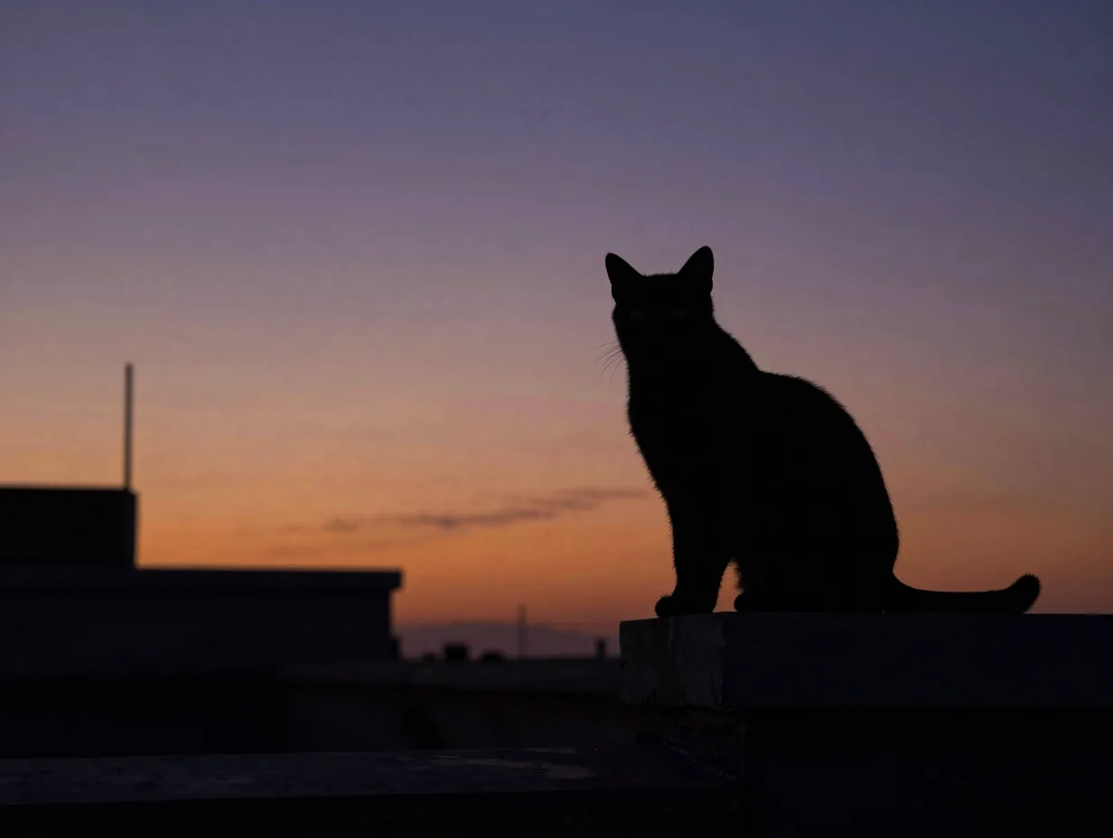 Sleek black cat silhouette on rooftop against indigo amber dusk sky