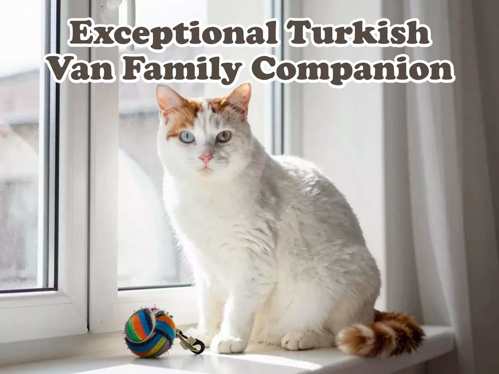 White turkish van cat with leash toy on sunlit windowsill family companion main