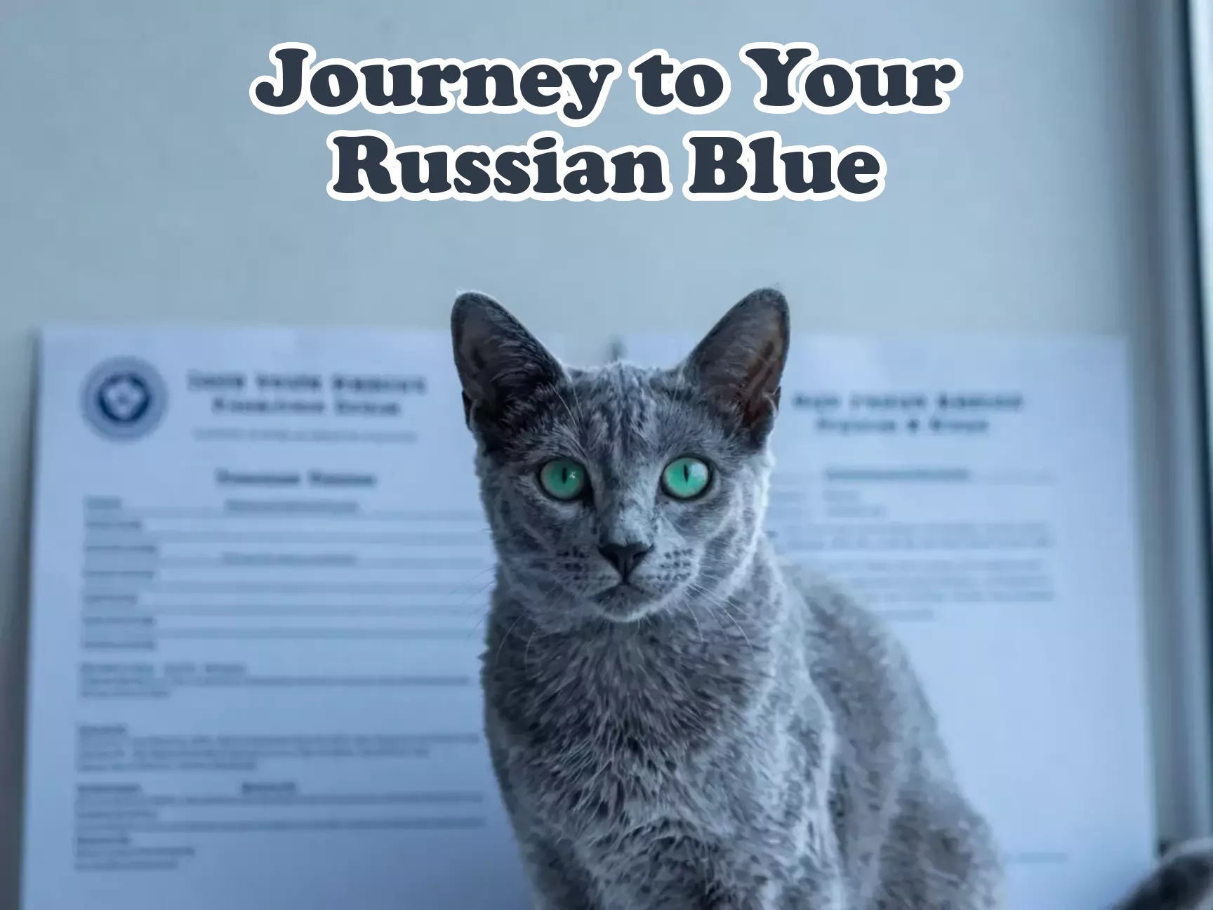 Single elegant russian blue kitten with breeder papers main