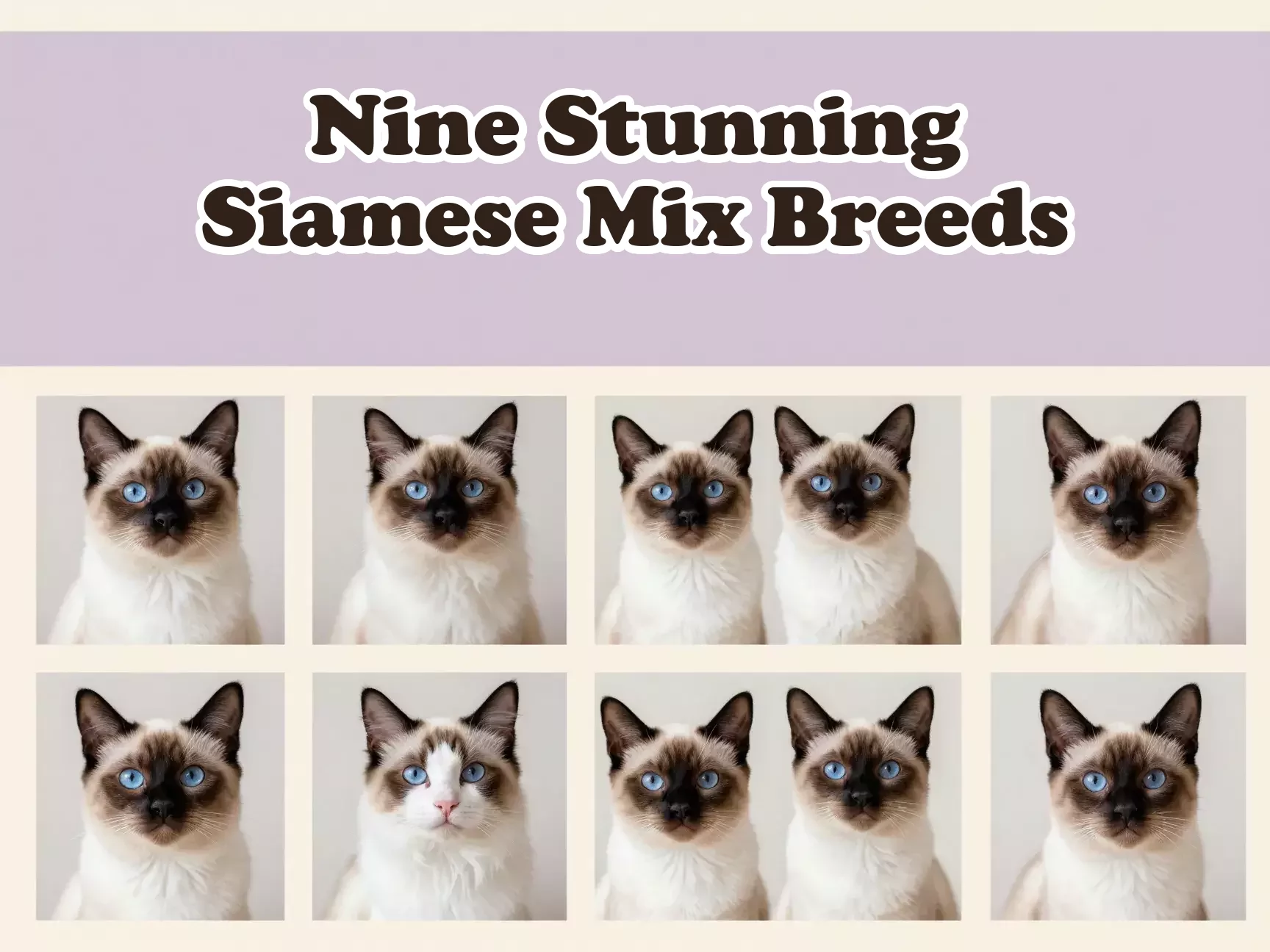 Nine siamese cat mix breeds grid colorpoint eyes blue aqua main