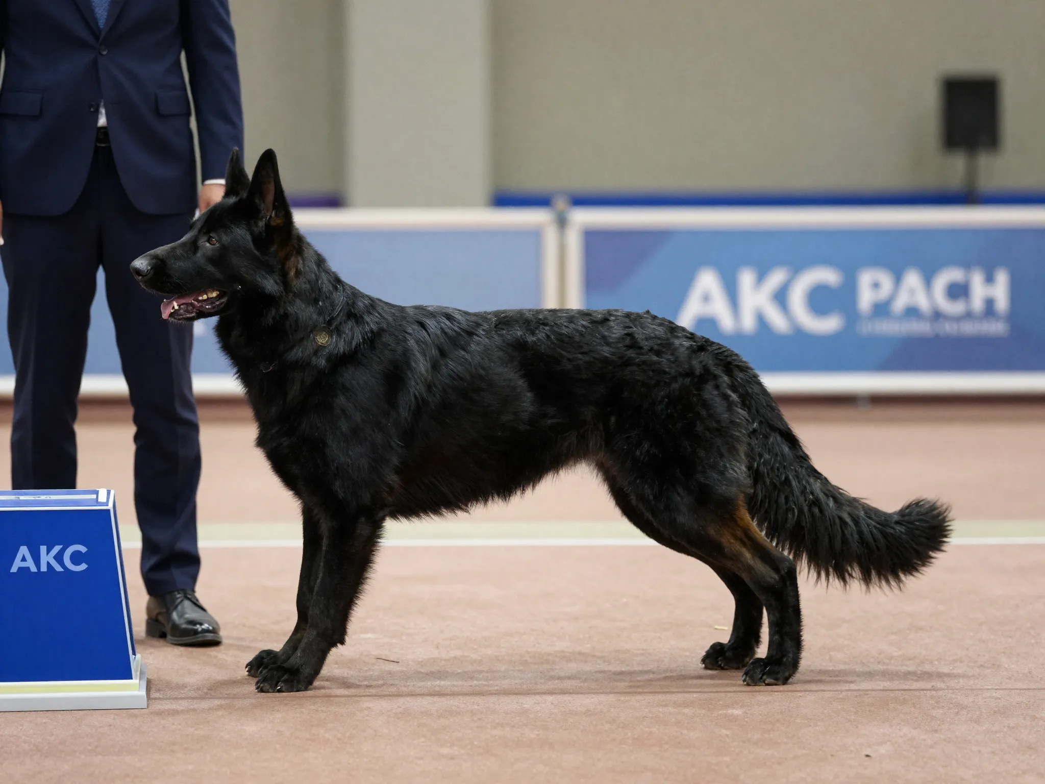 Black german shepherd akc conformation show ring posing