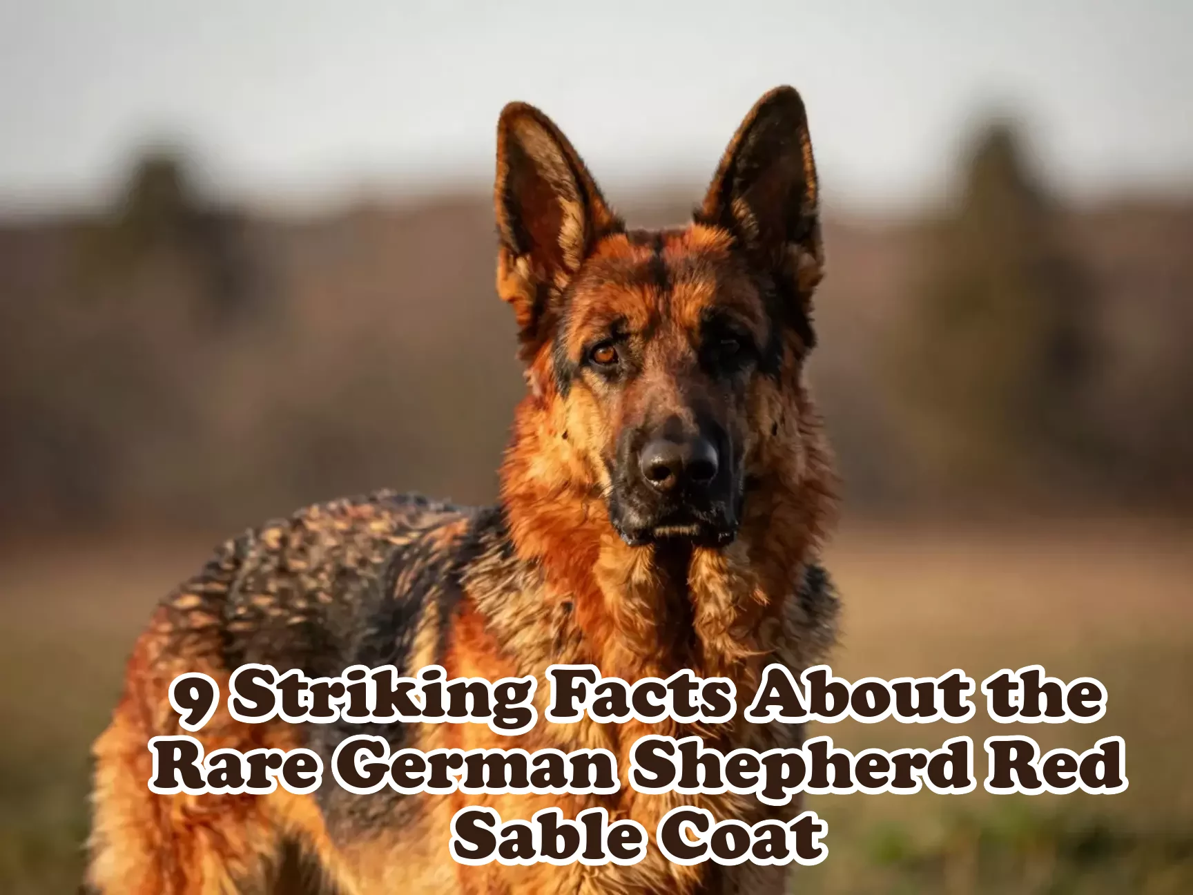 Majestic red sable german shepherd portrait natural light warm hues main