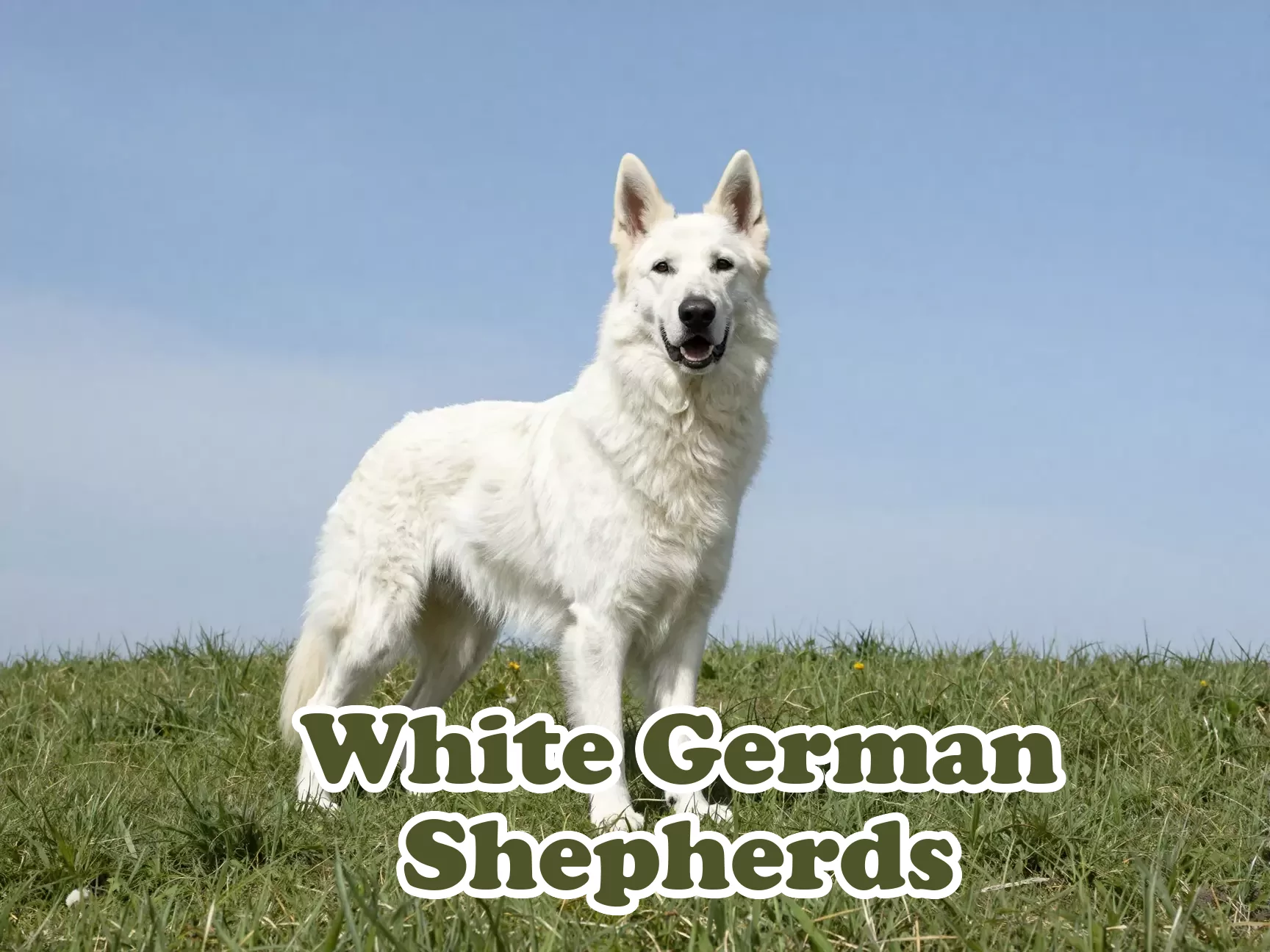 White german shepherd standing proudly on hill under blue sky main