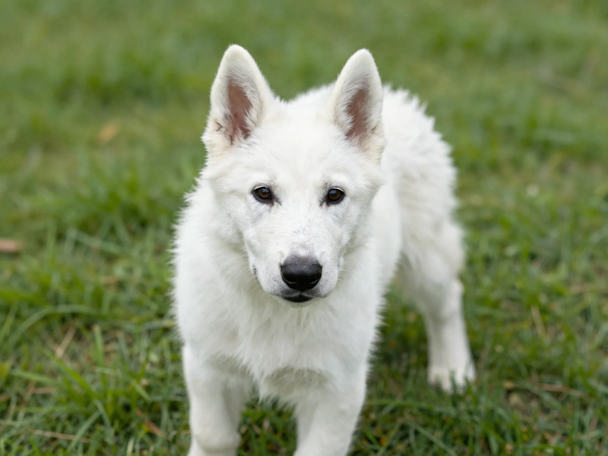 White german shepherd puppy dark nose eyes green grass