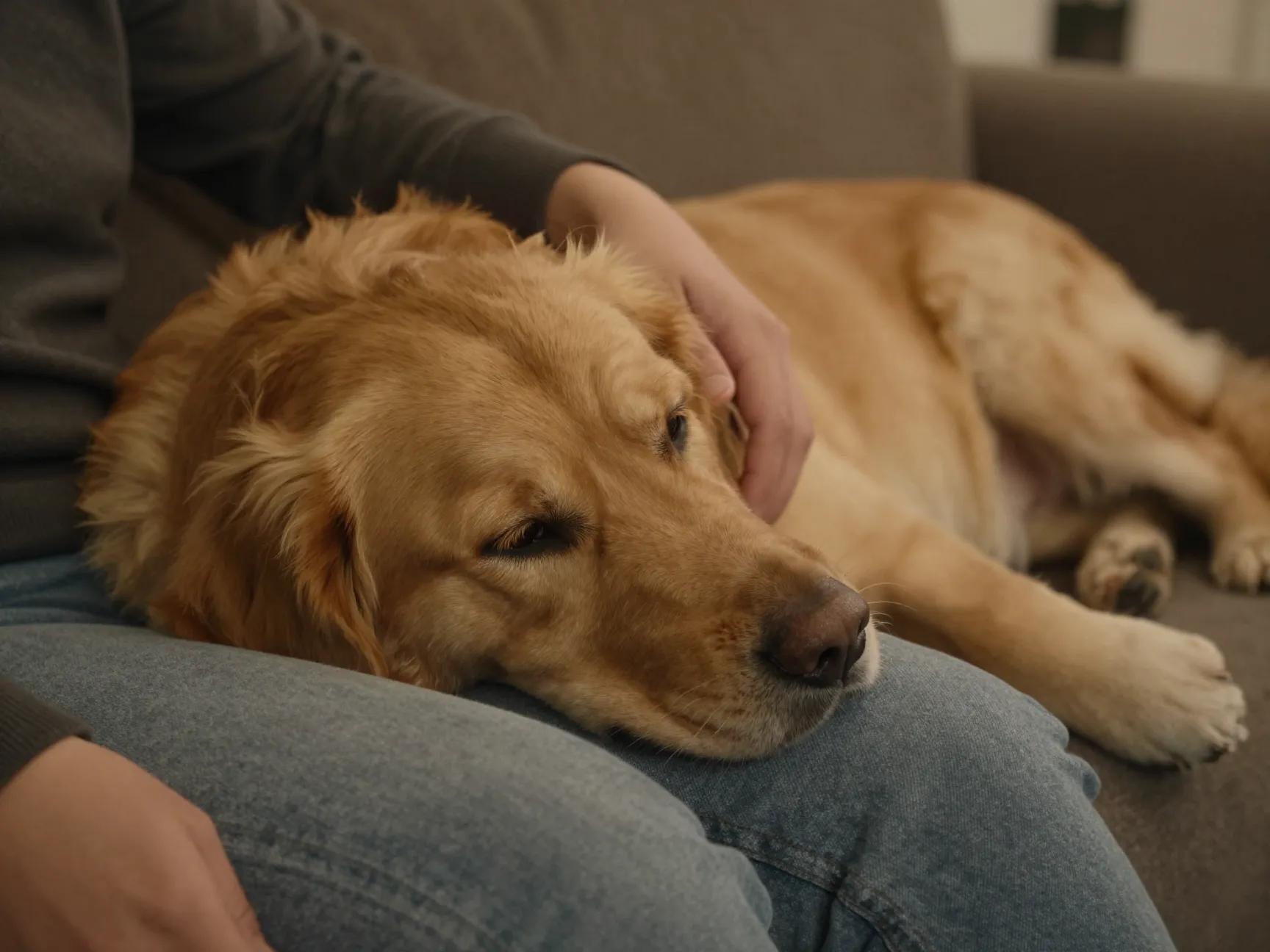 A goldador resting its head on a family members lap on a couch