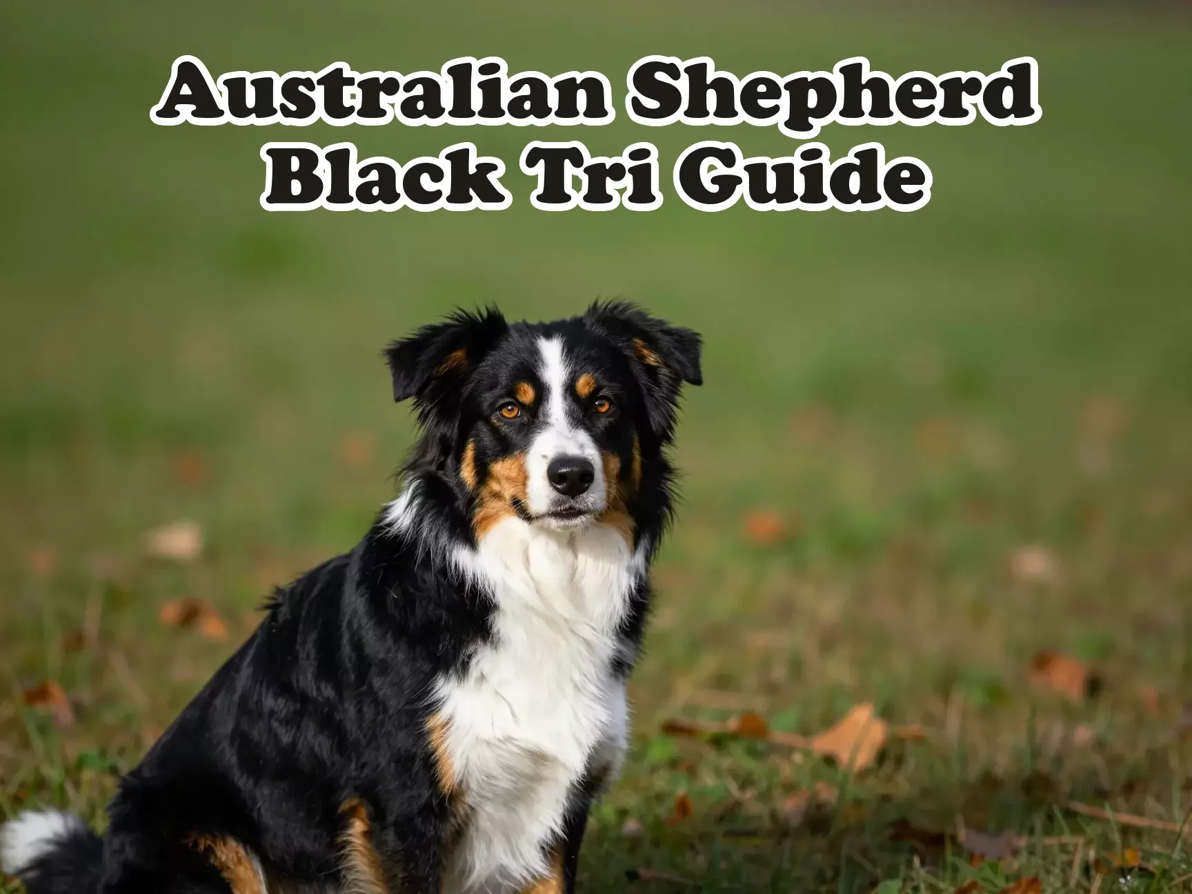 Black tri australian shepherd portrait copper eyebrows white chest main