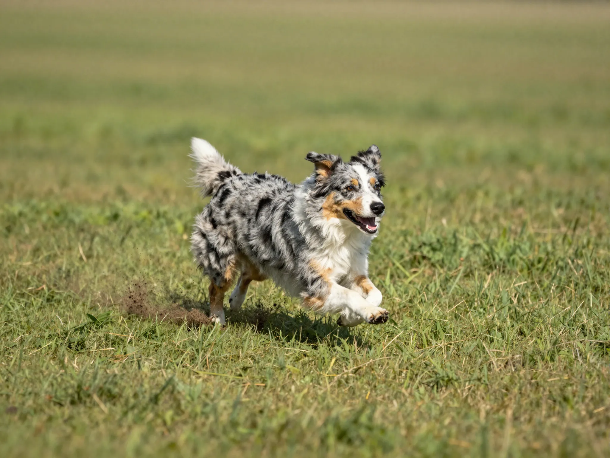 Mini australian shepherd dog running vigorously outdoors for one hour