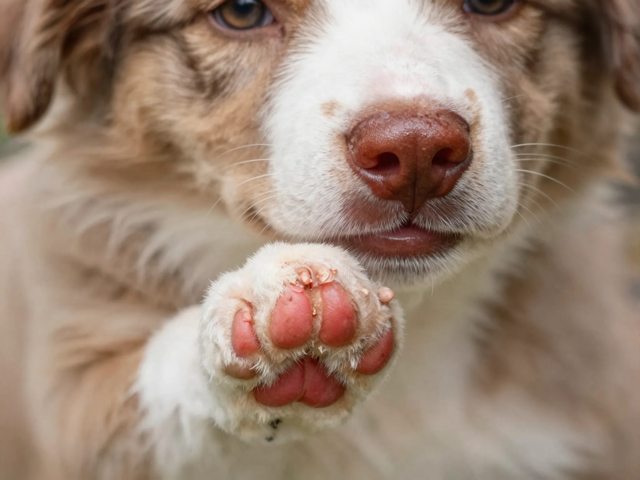 Miniature aussie red merle puppy red nose and paw pads detail