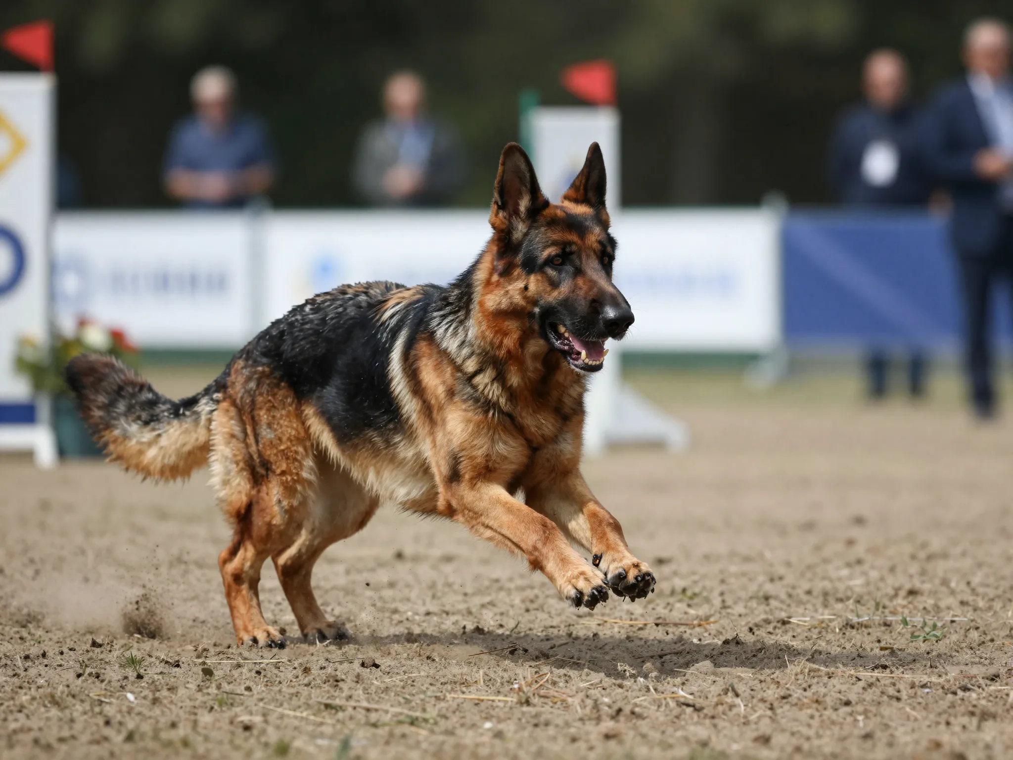 International fci show line european sport dog balanced temperament structure
