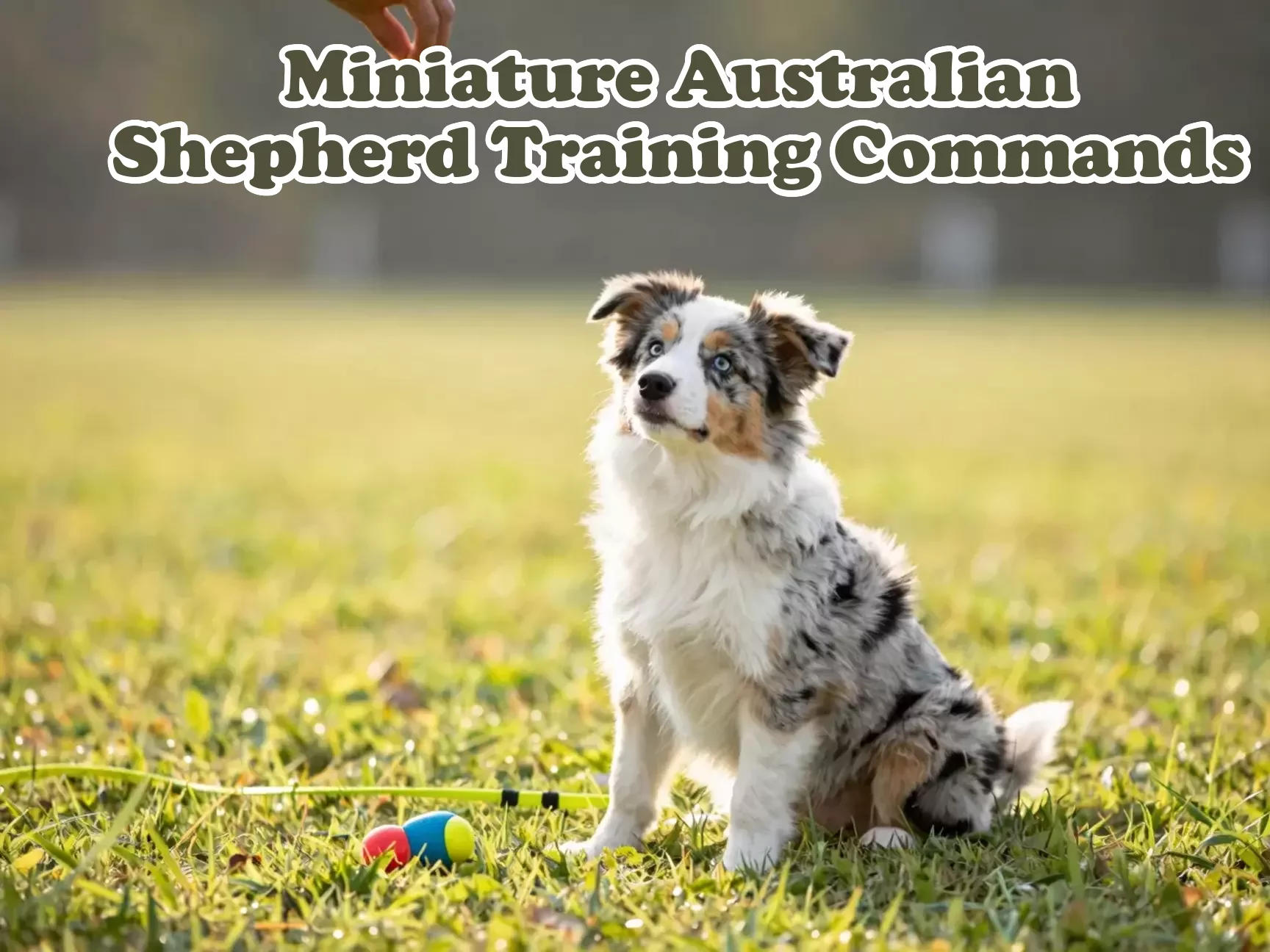 Blue merle mini aussie puppy sits for treat on grassy field main