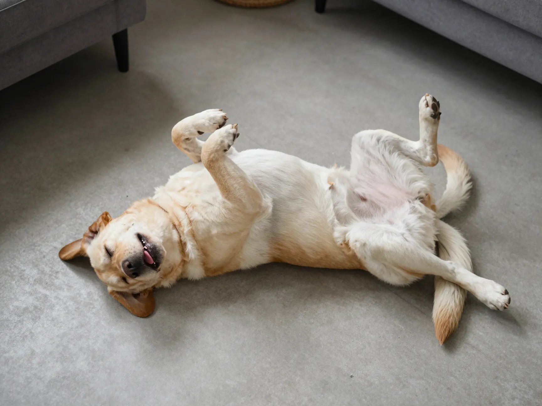 A yellow lab sleeping on its back with legs in the air
