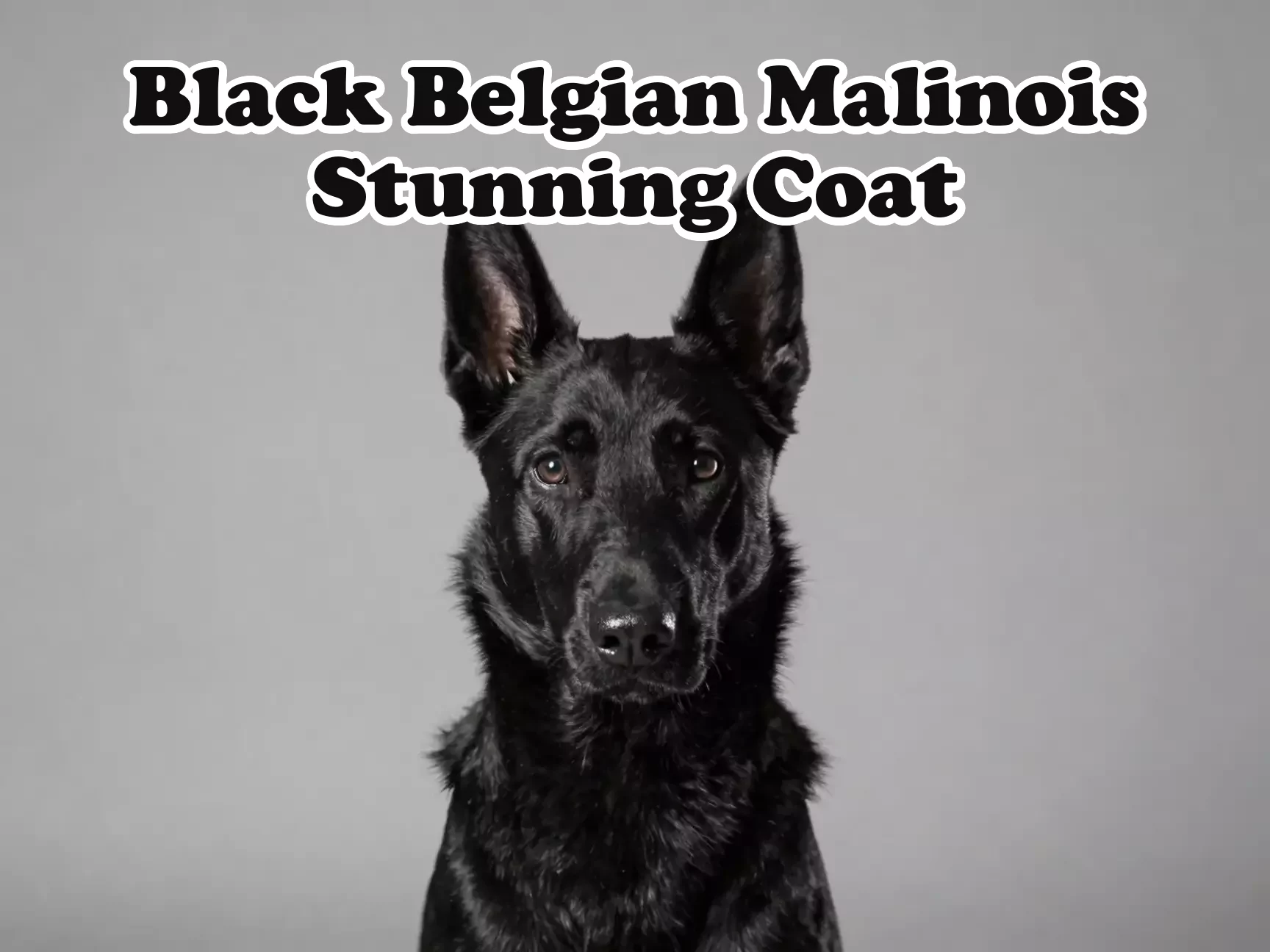 Alert solid black belgian malinois dog studio portrait on monochrome background main