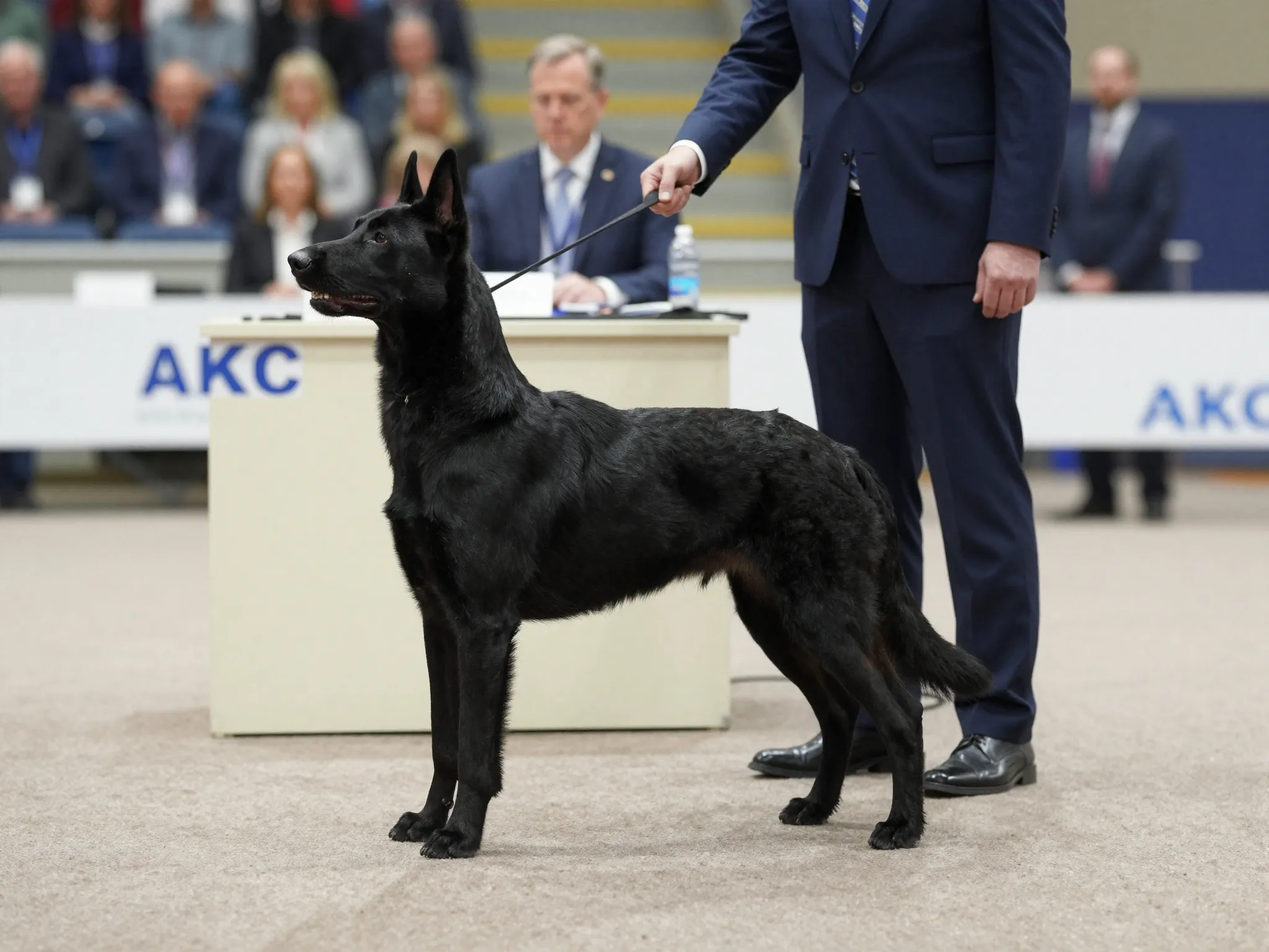 Solid black malinois disqualifying fault at dog show