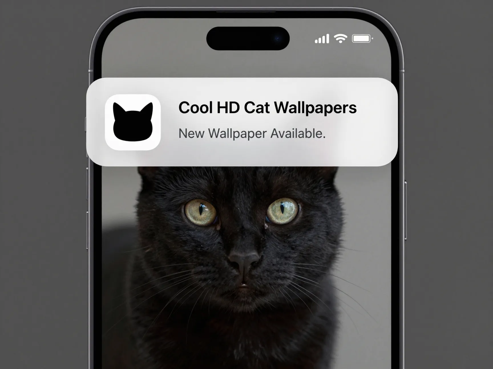 Cool hd cat wallpapers for a daily refreshed ios feed