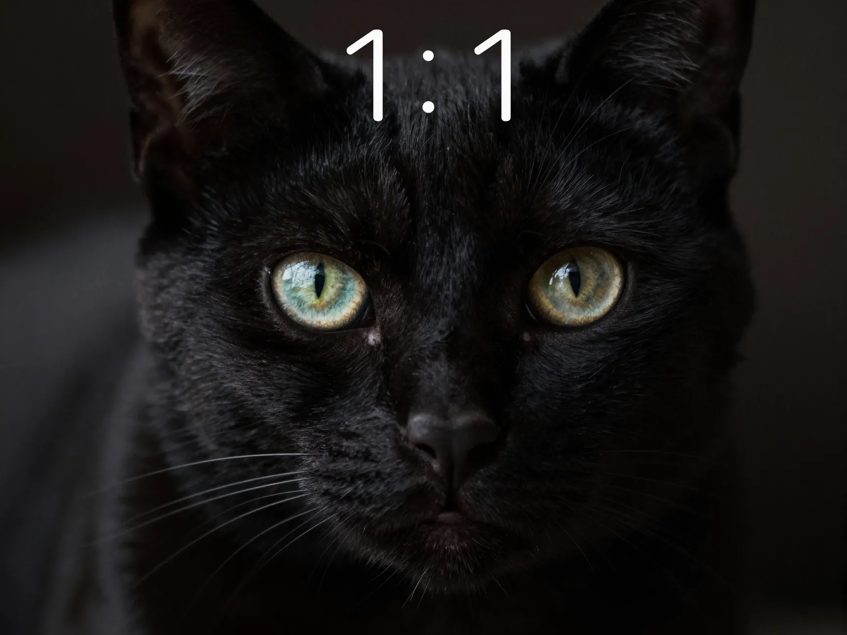 1 aesthetic half shot black cat iphone wallpaper