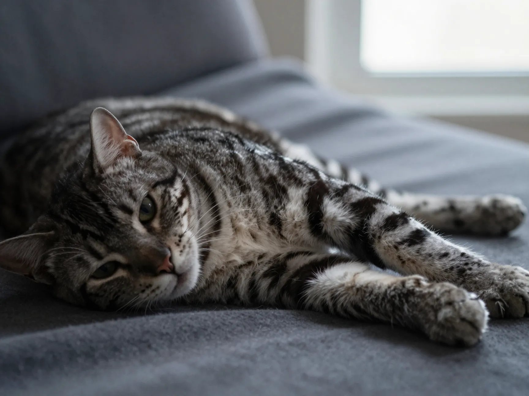 Smoke black bengal