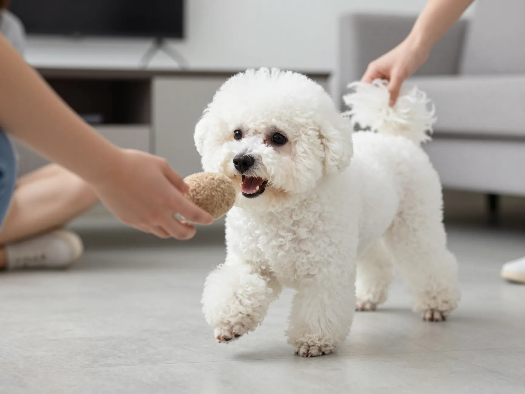 Bichon frise