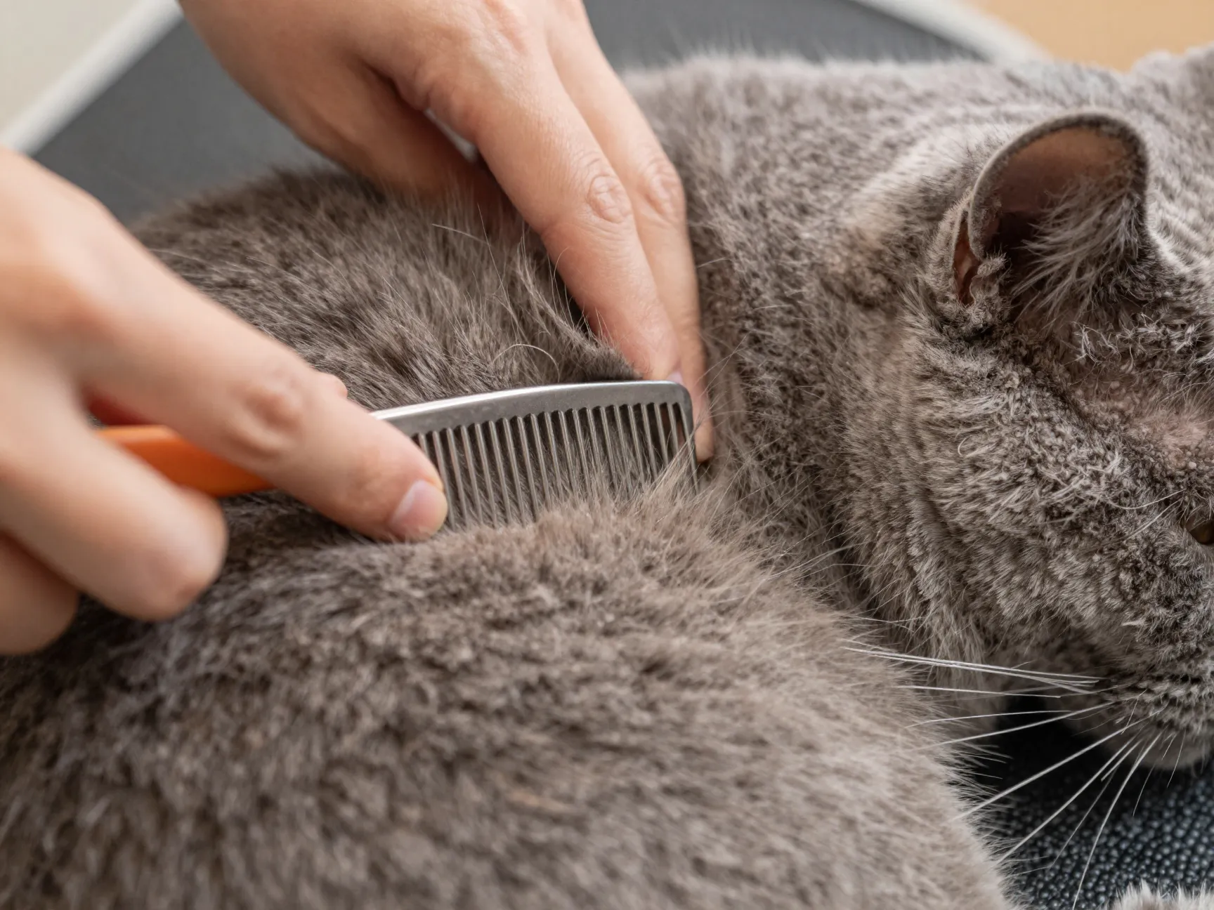 Target high risk areas for undercoat compaction and hairballs