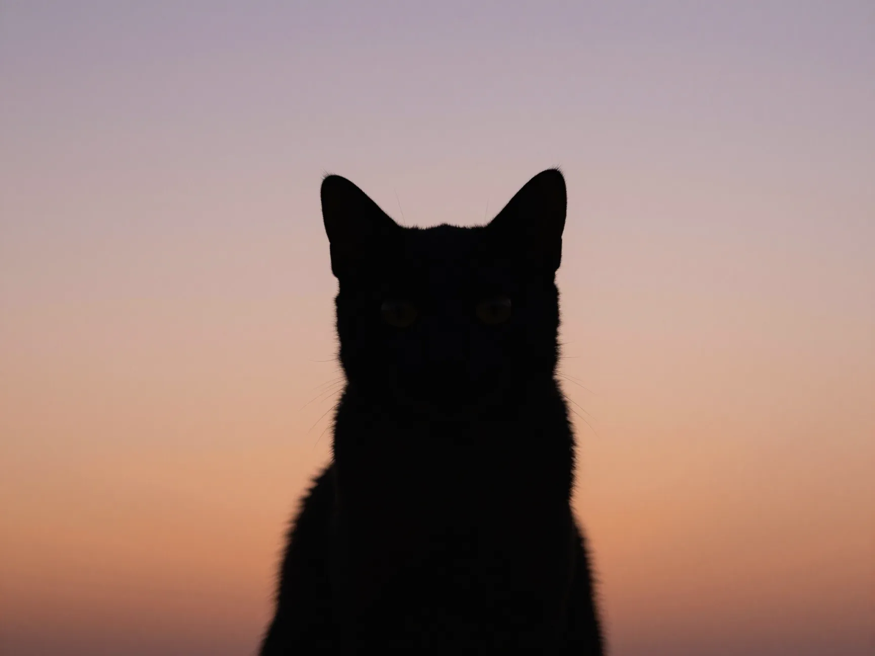 1 silhouette sunset cat