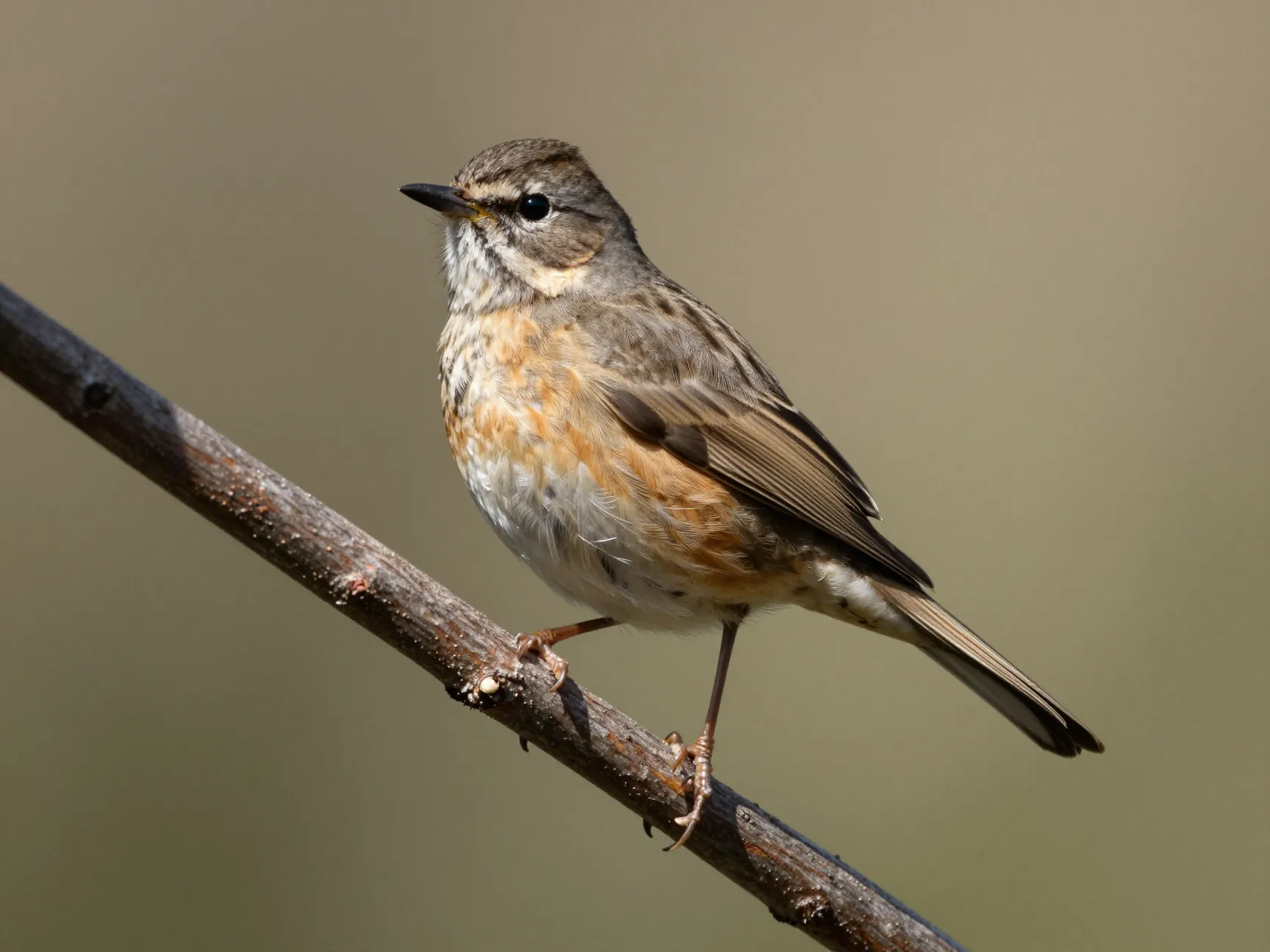 Three quarter or vigilant perch pose