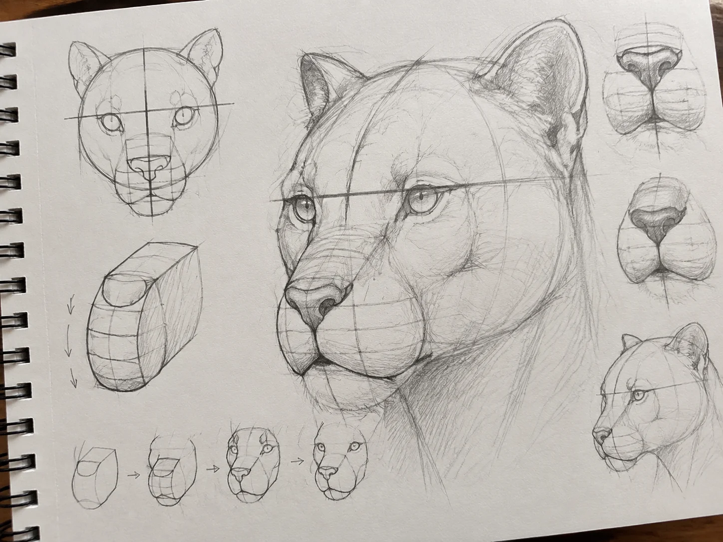 Anatomy based construction with t shape guidelines
