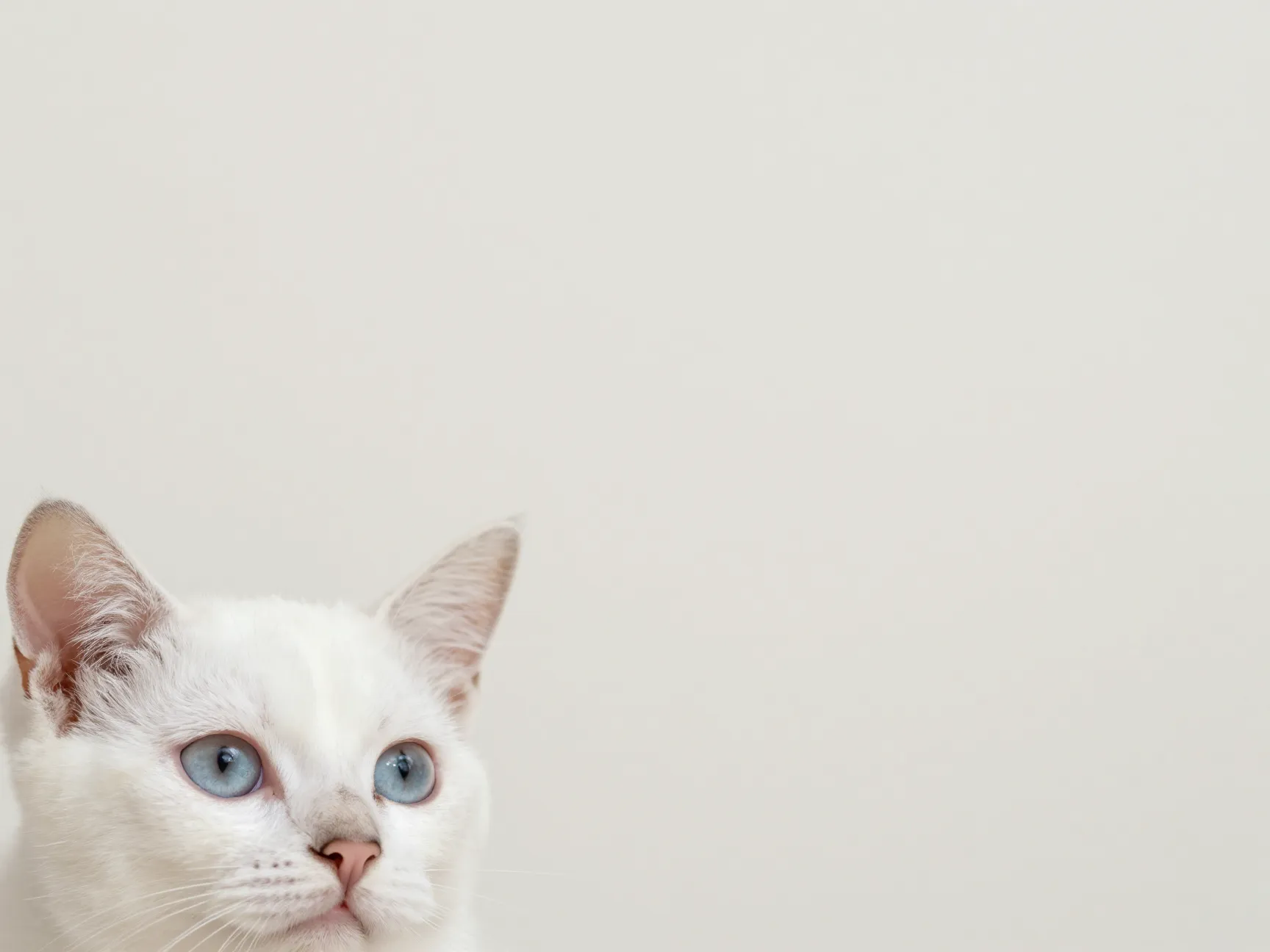 Peek a boo white kitten minimalist wallpaper