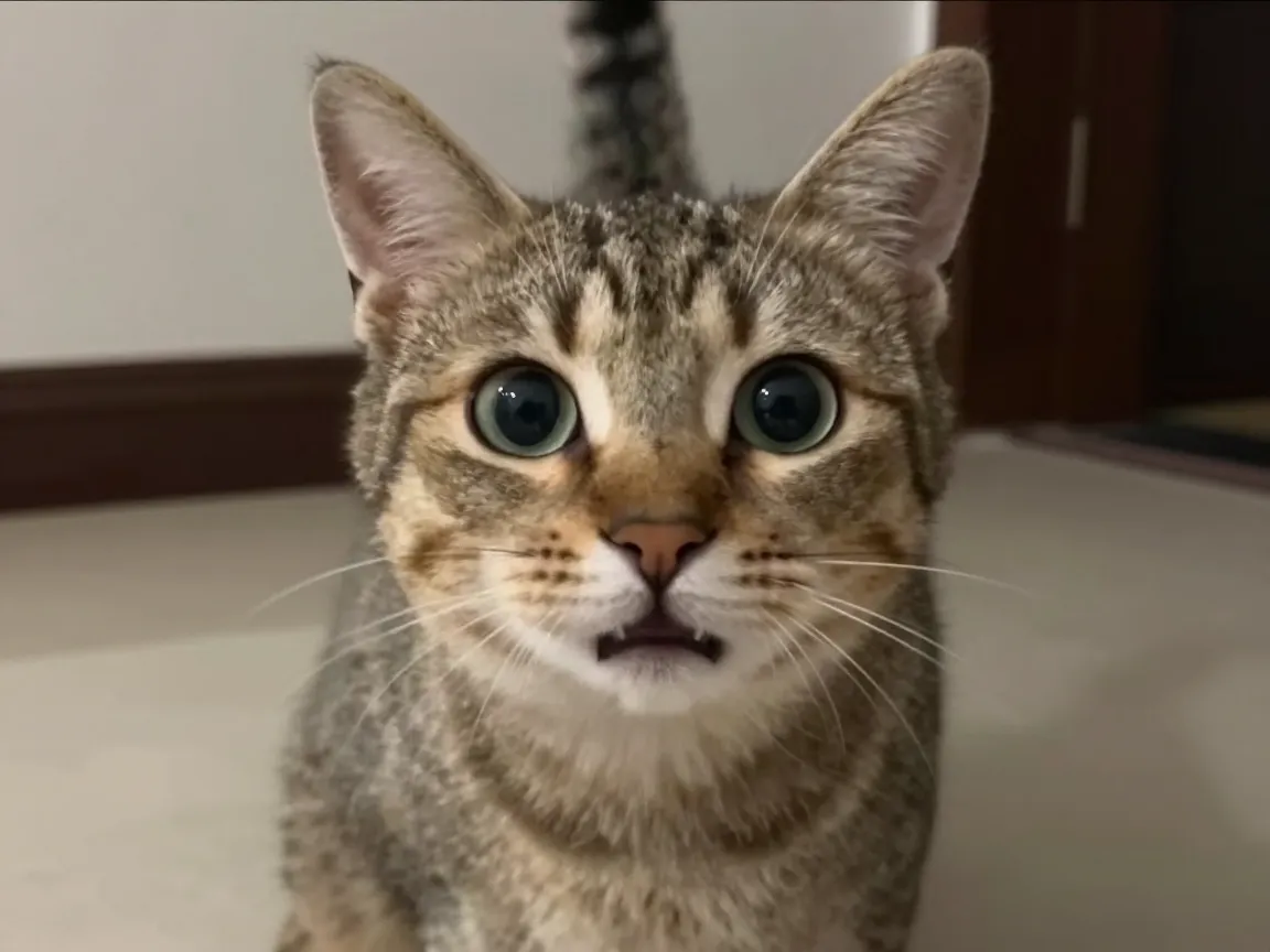 Funny and meme cat dp personality first humor