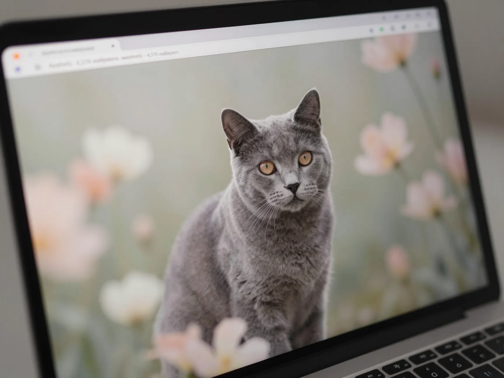 Wallpaperscom cute cat aesthetic wallpapers category