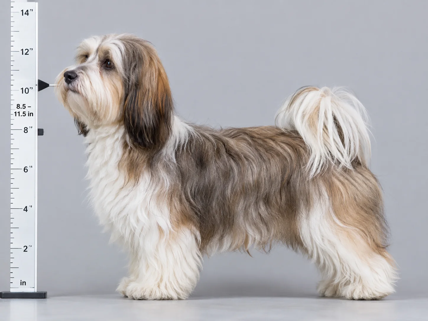 Full grown havanese size follows a strict breed standard