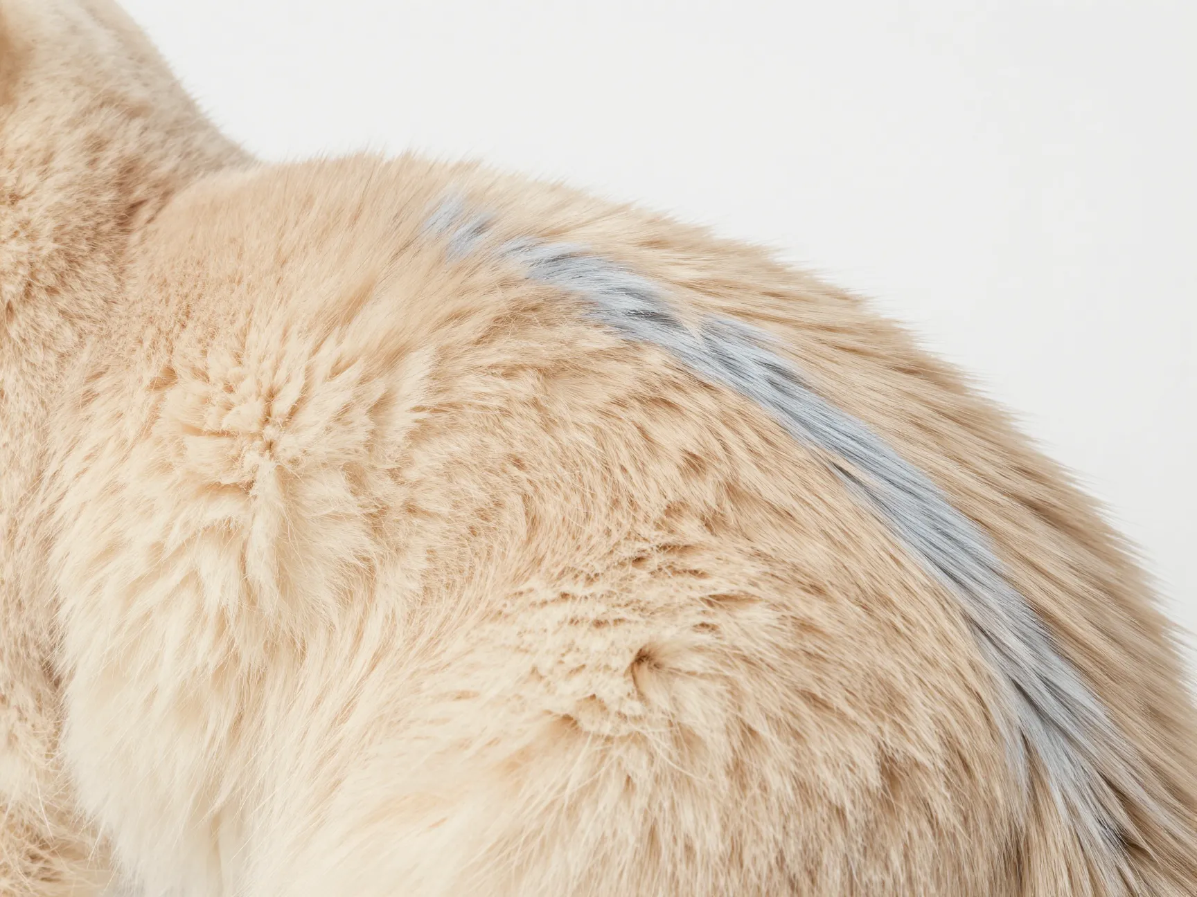 Blue golden chinchilla british longhair ay12