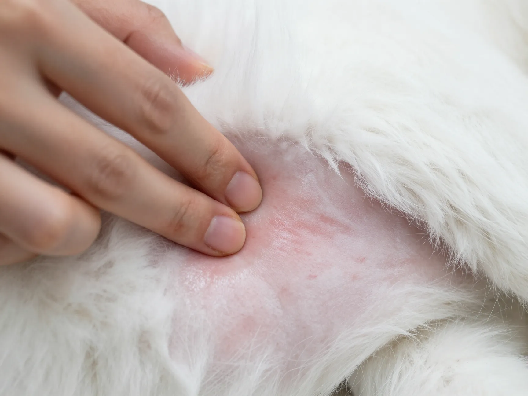 Check the skin and coat regularly for early signs of trouble
