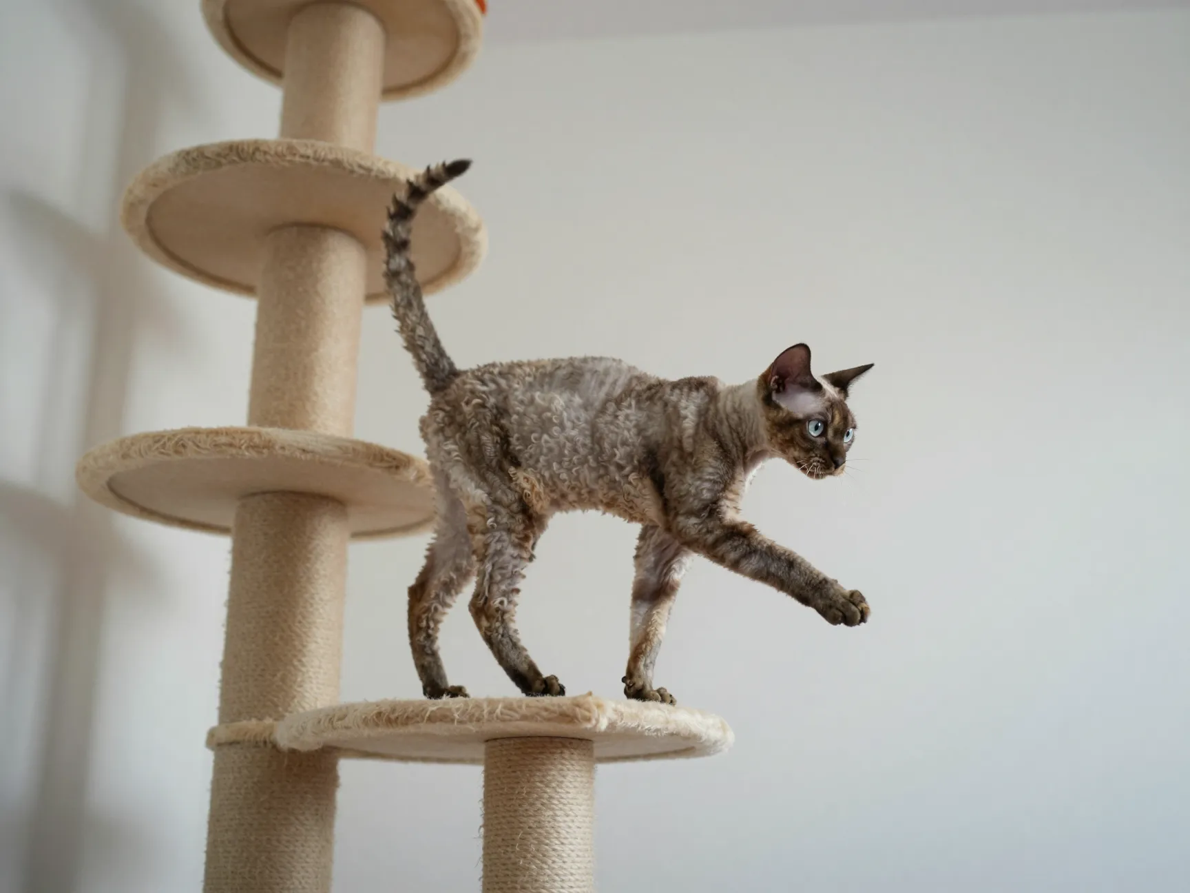 Cornish rex