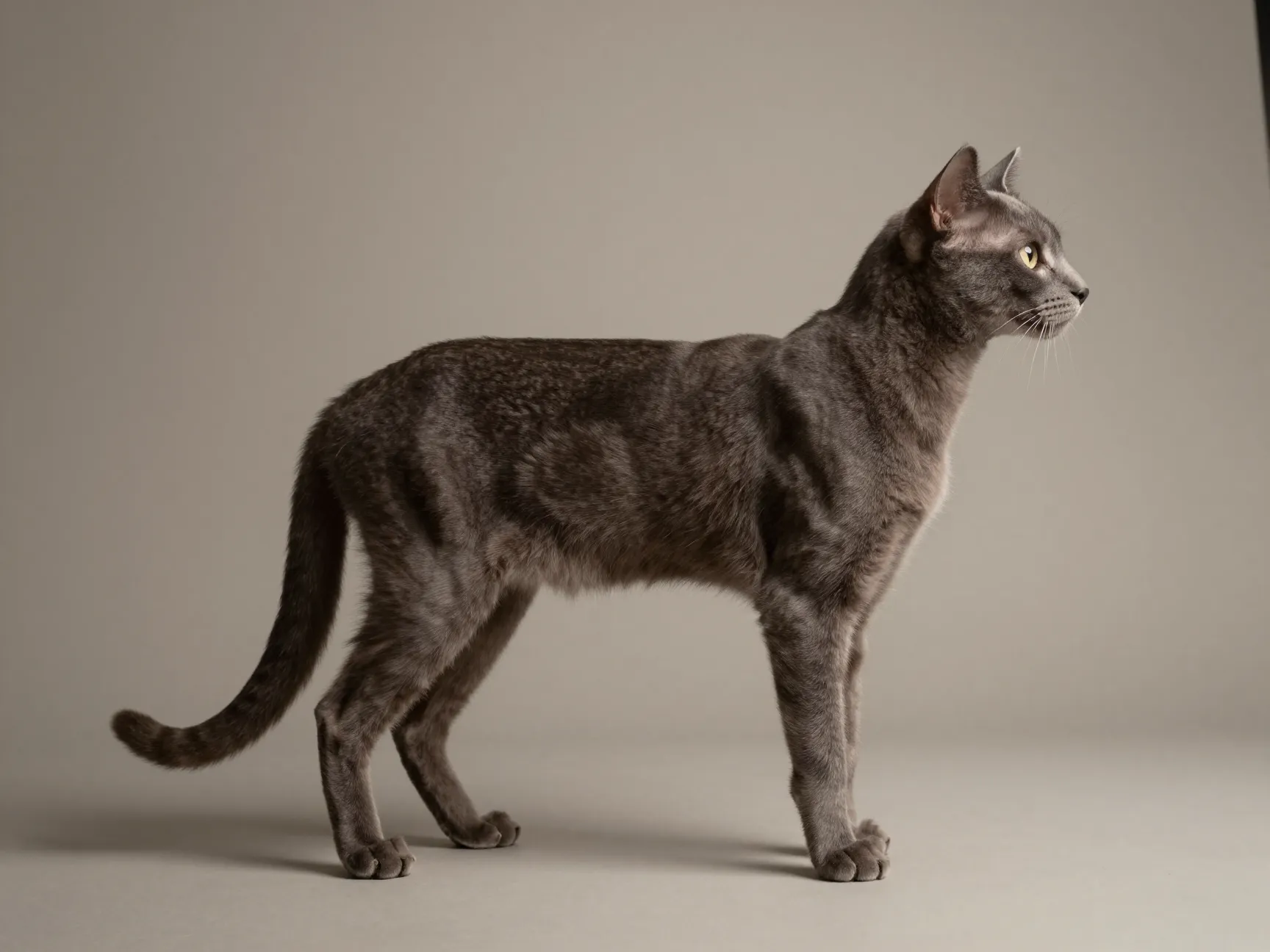 A long slender clean line body