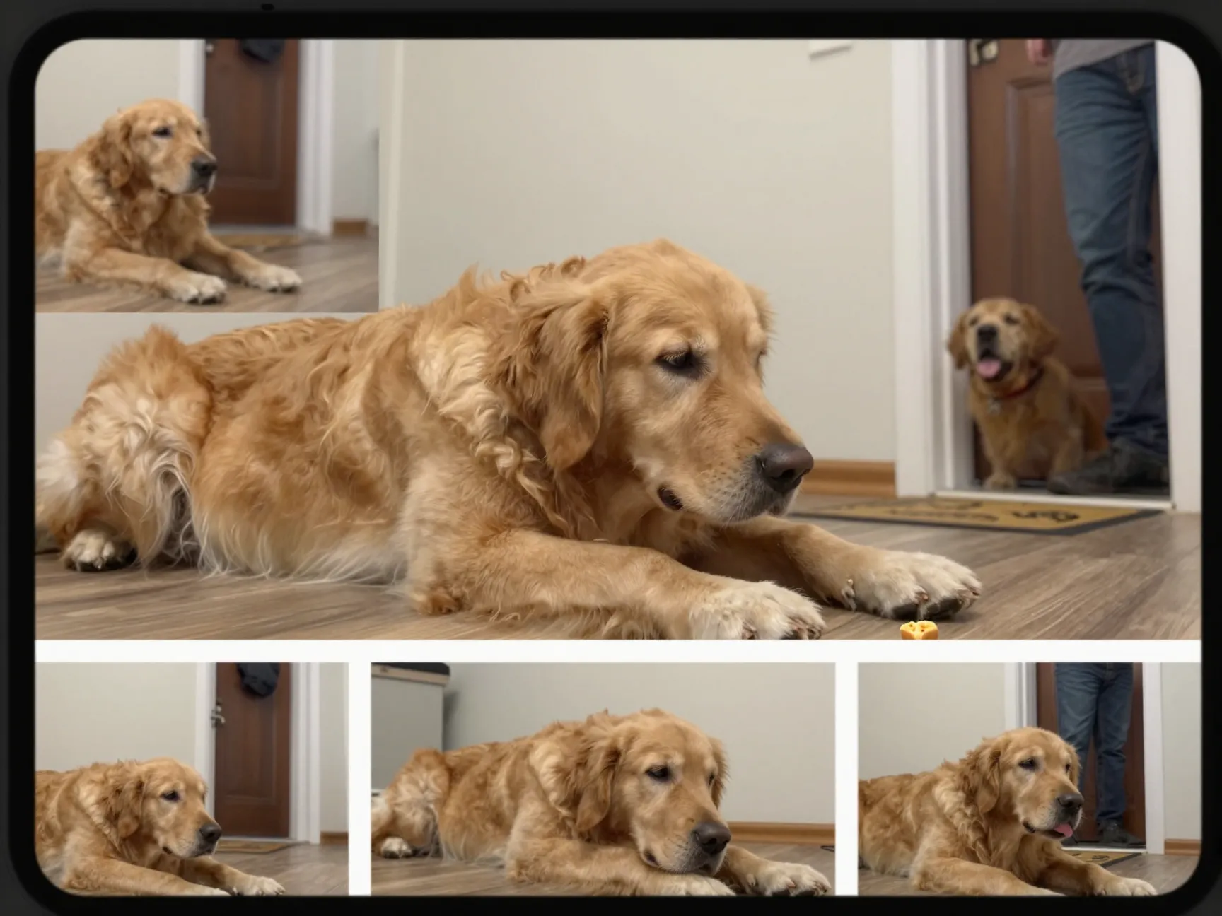 The smartphone diary compilation of a single goldens daily life