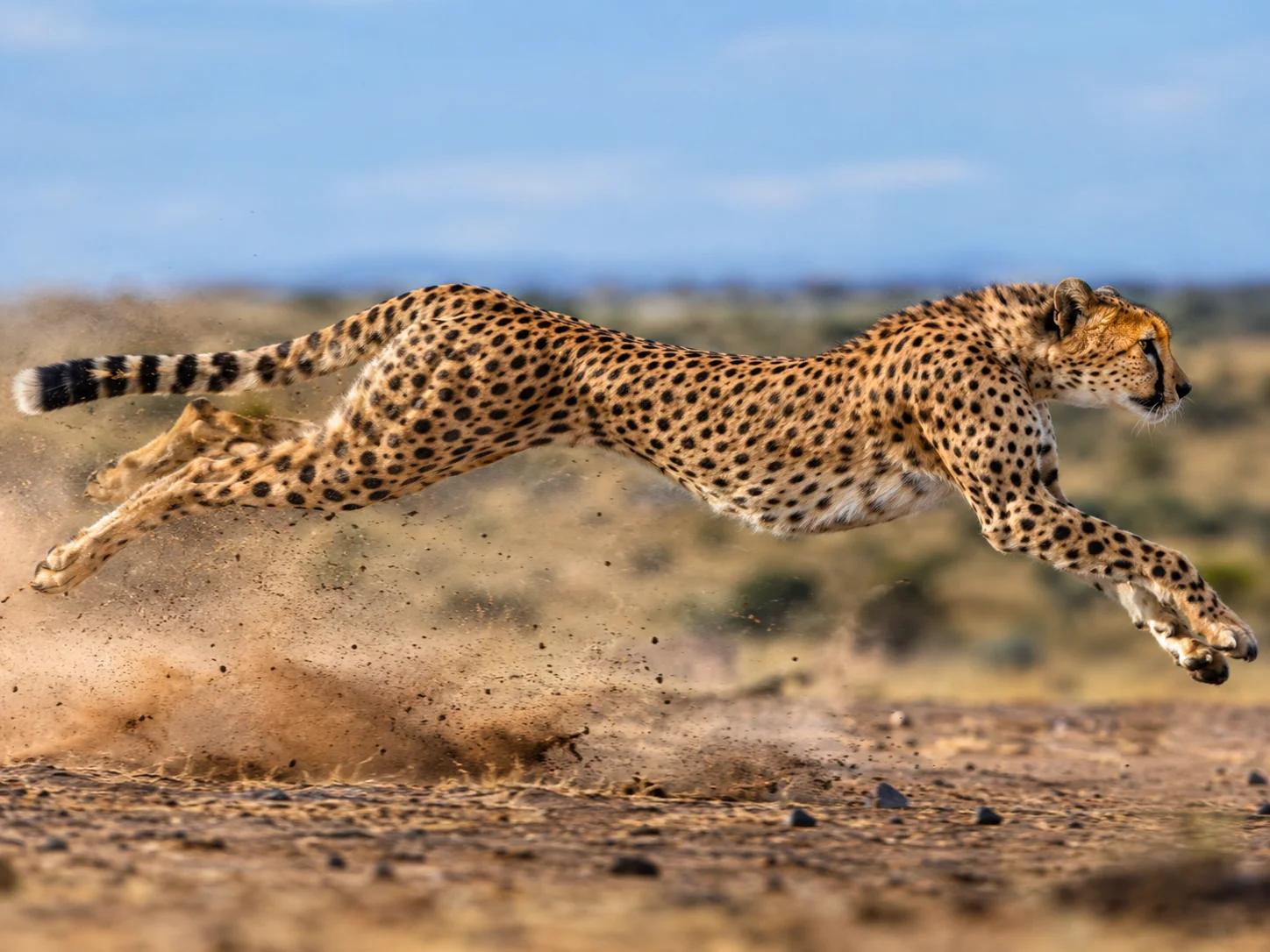 The full extension running pose
