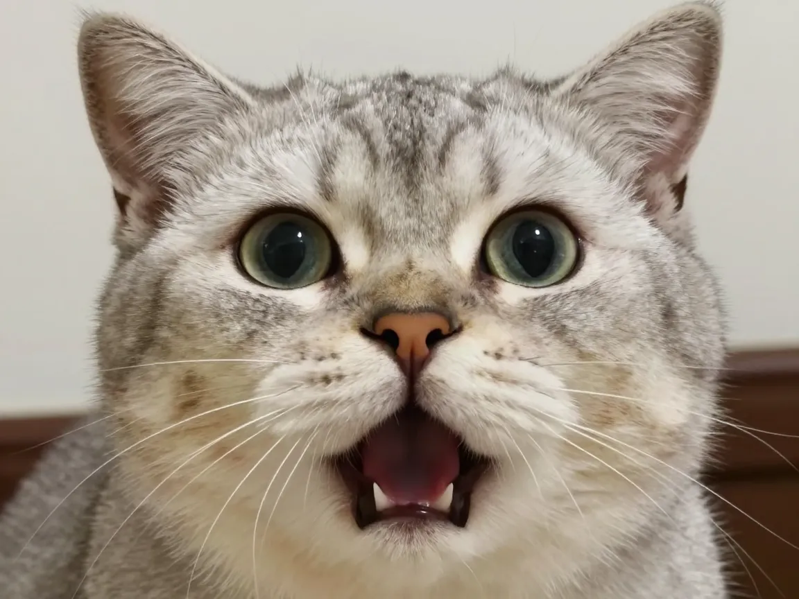 The wide eyed surprised cat