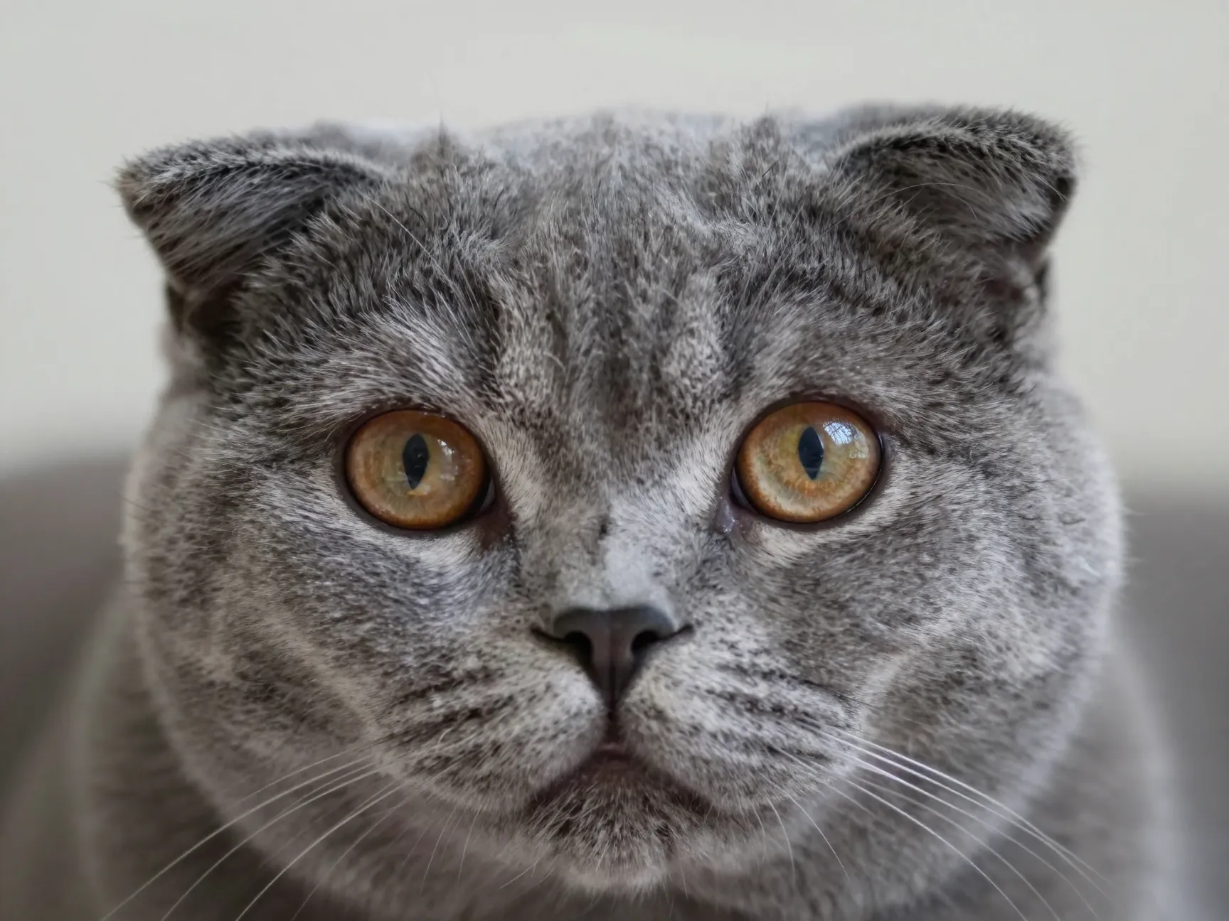 Distinctive ears and wide expressive eyes