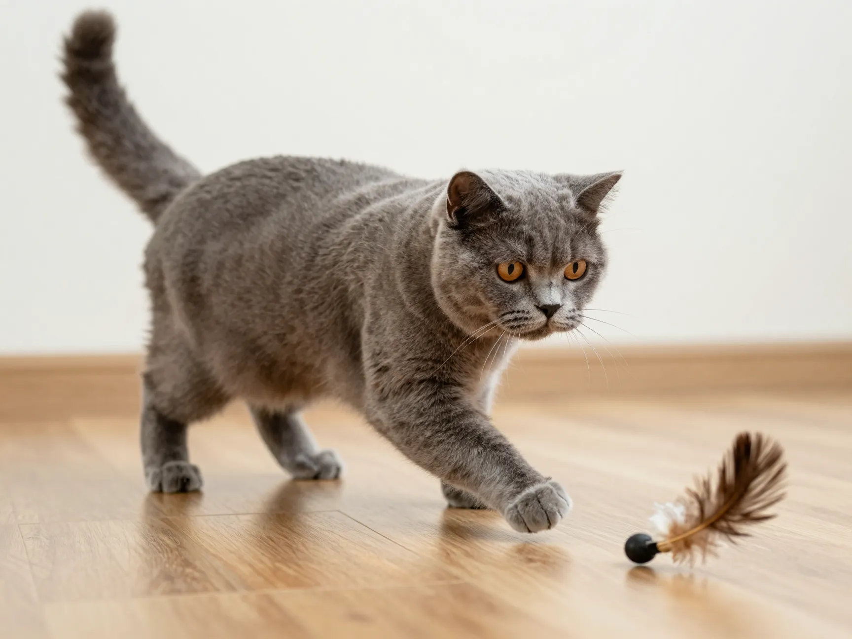 Playful curiosity wrapped in a laid back personality