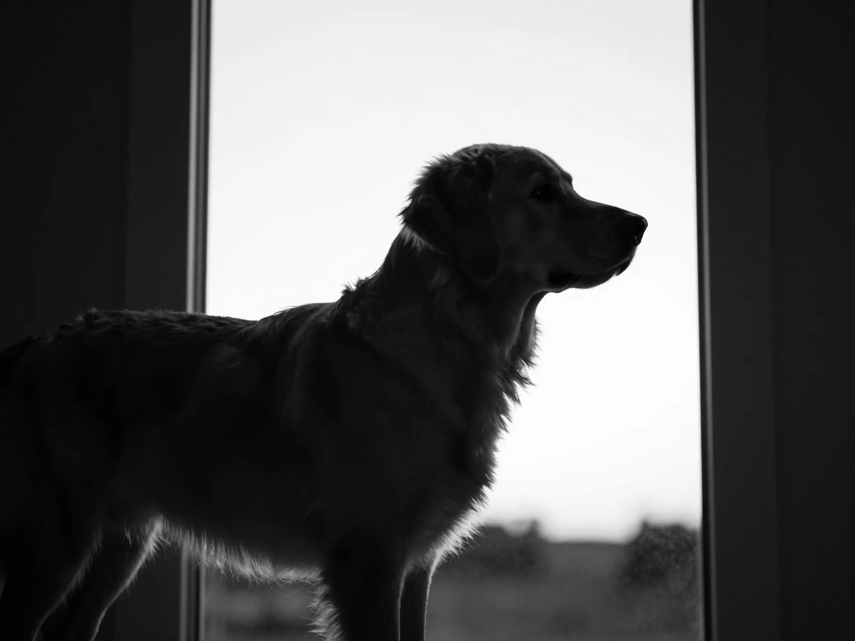 The silhouette against light