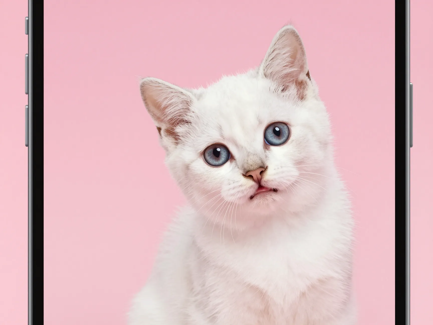 Peek a boo white kitten on a pink gradient background