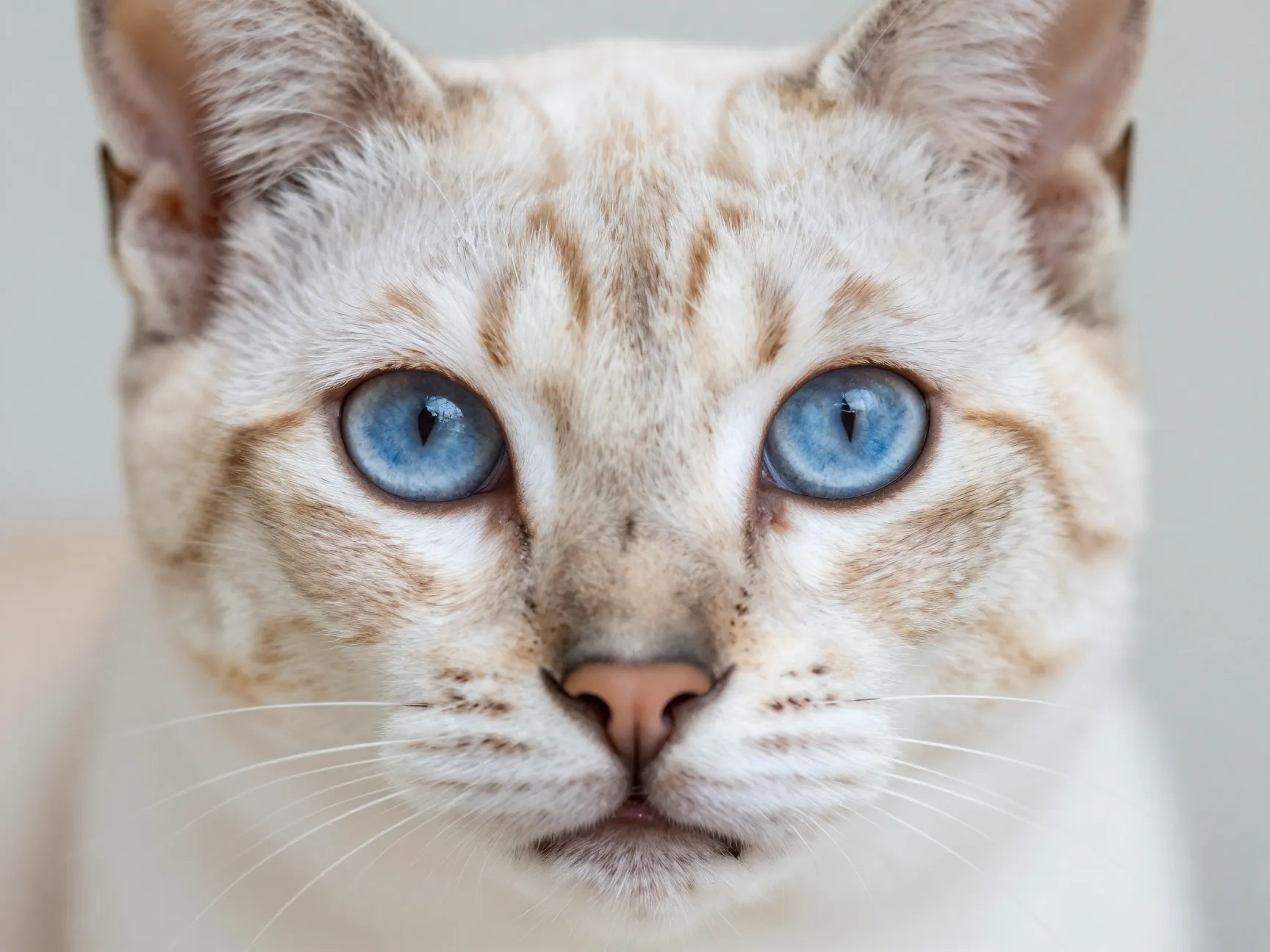 Always blue crystalline eyes that anchor the face
